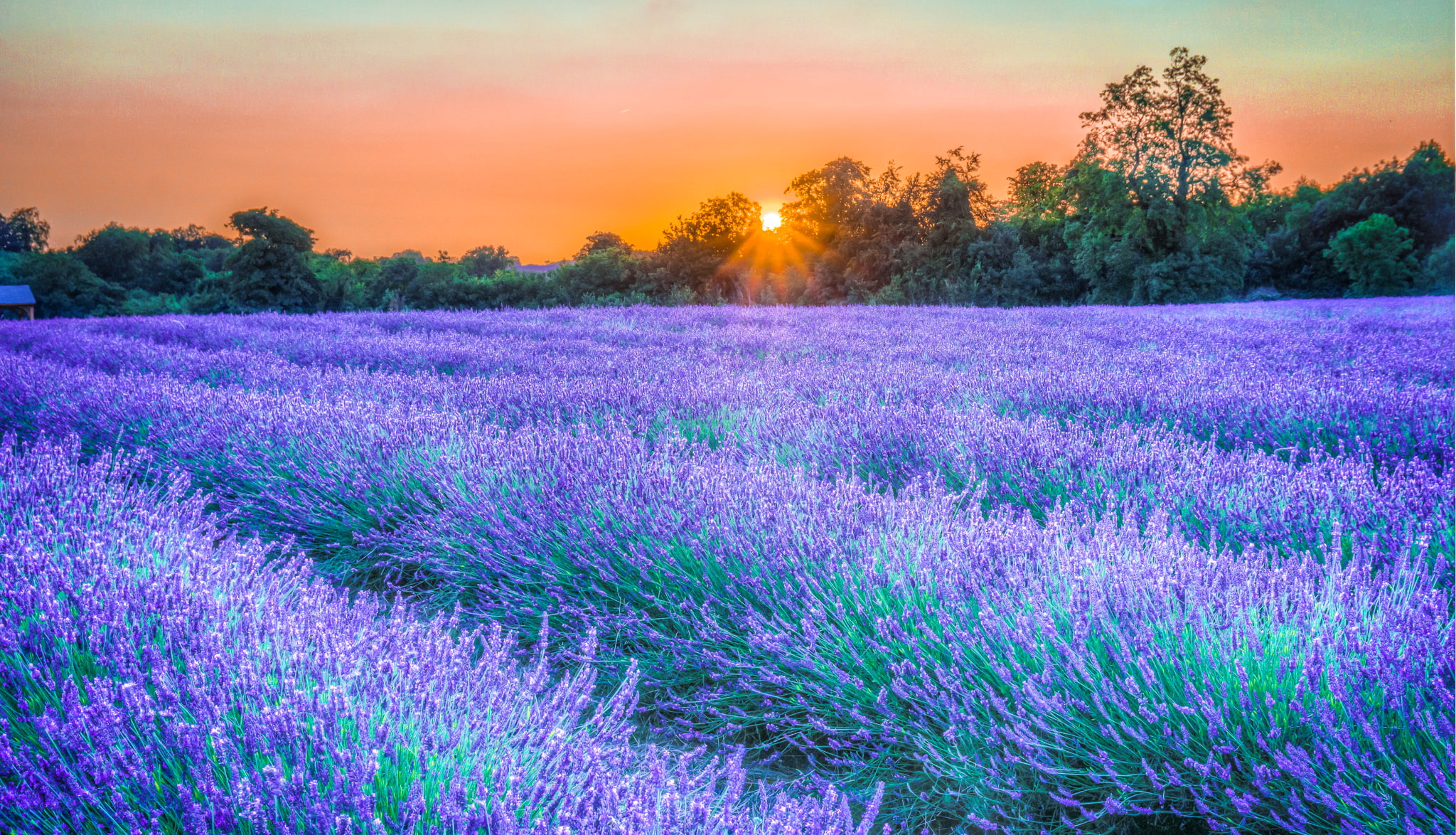 no People, flowers, blue, backgrounds, purple, meadow, blossom, green Color, agriculture, sky, herb, flower, growth, non-Urban Scene, trees, rural Scene, HD Wallpaper