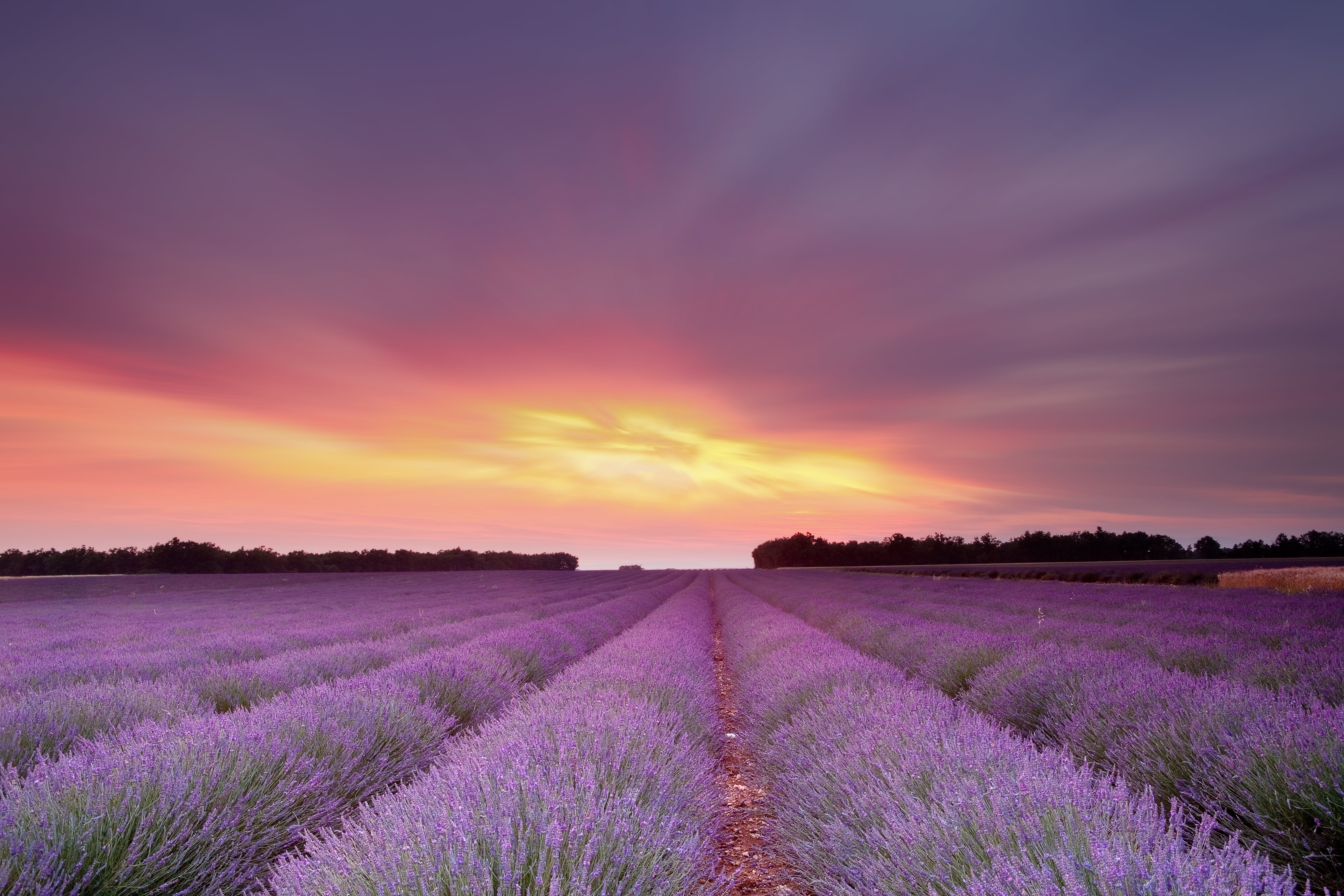 rural Scene, sunrise - Dawn, cloud - Sky, europe, sun, dusk, provence-Alpes-Cote dAzur, 4K, multi Colored, blossom, beauty In Nature, land, single Flower, HD Wallpaper