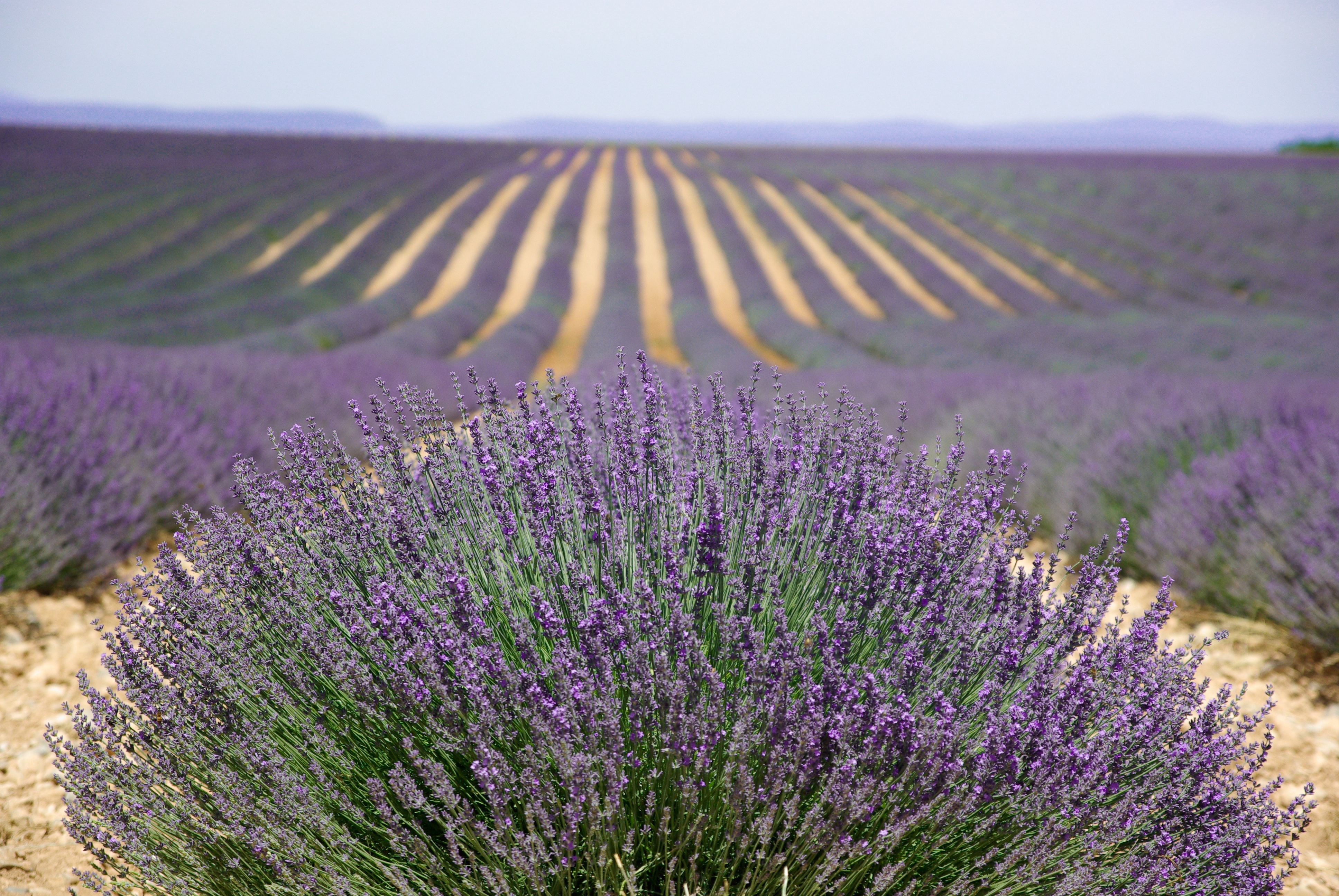scented, purple, plant, valensol, landscaped, flowerbed, blue, growth, 4K, freshness, landscape, perfume, summer, plateau De Valensole, lavender Coloured, HD Wallpaper