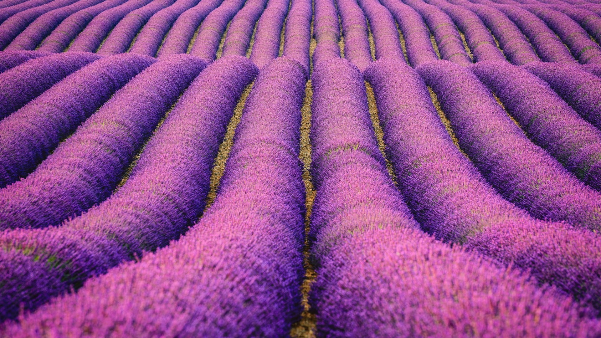 blooming, lavender, purple, flower field, alpes de haute, abundance, rural scene, purple flowers, backgrounds, high angle view, multi colored, field, moustiers sainte marie, HD Wallpaper