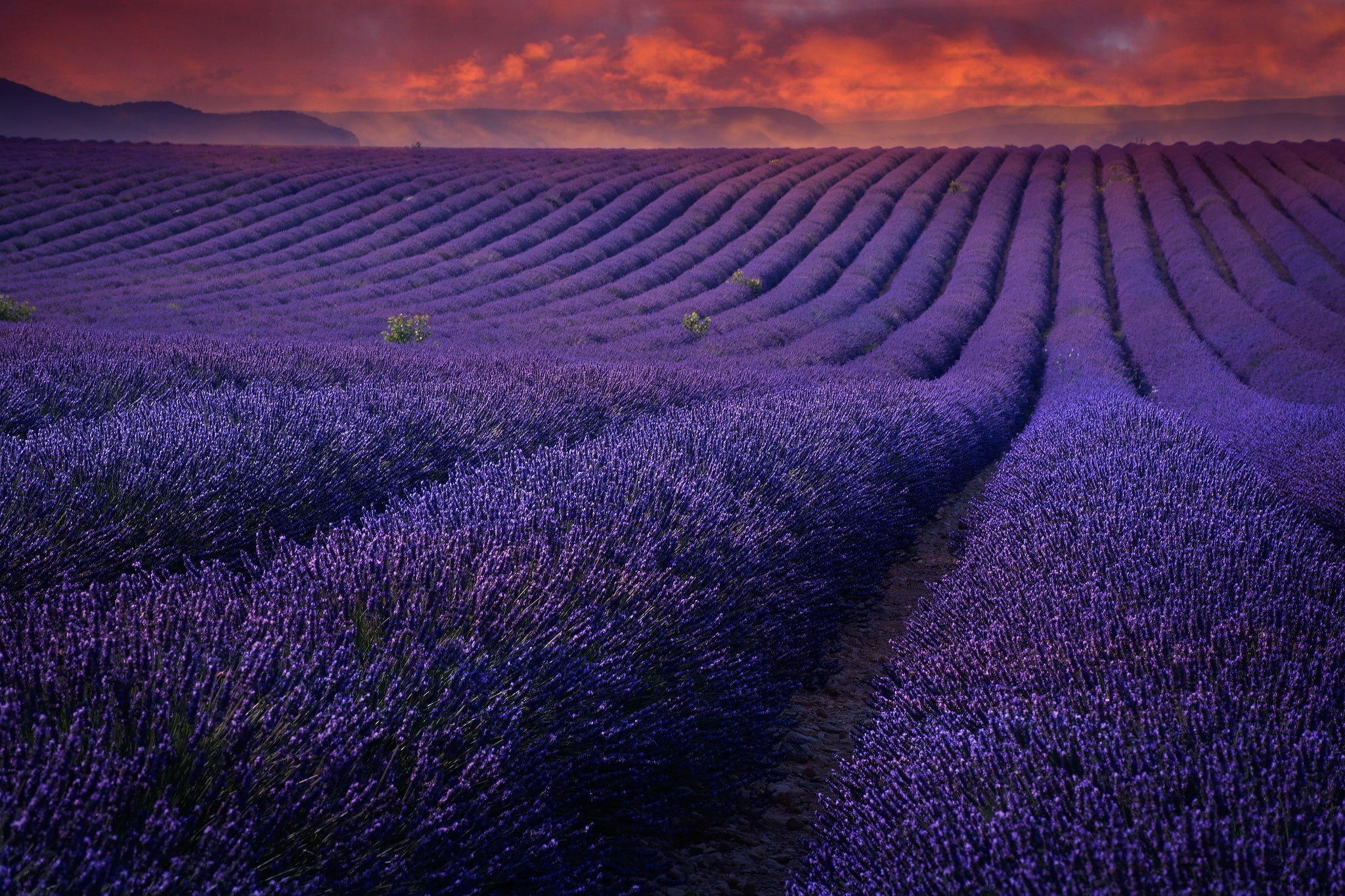 meadow, plateau De Valensole, purple, land, sunset, lavender colored, romantic sky, flower, europe, sun, hill, outdoors, rural Scene, growth, 1080P, in A Row, HD Wallpaper