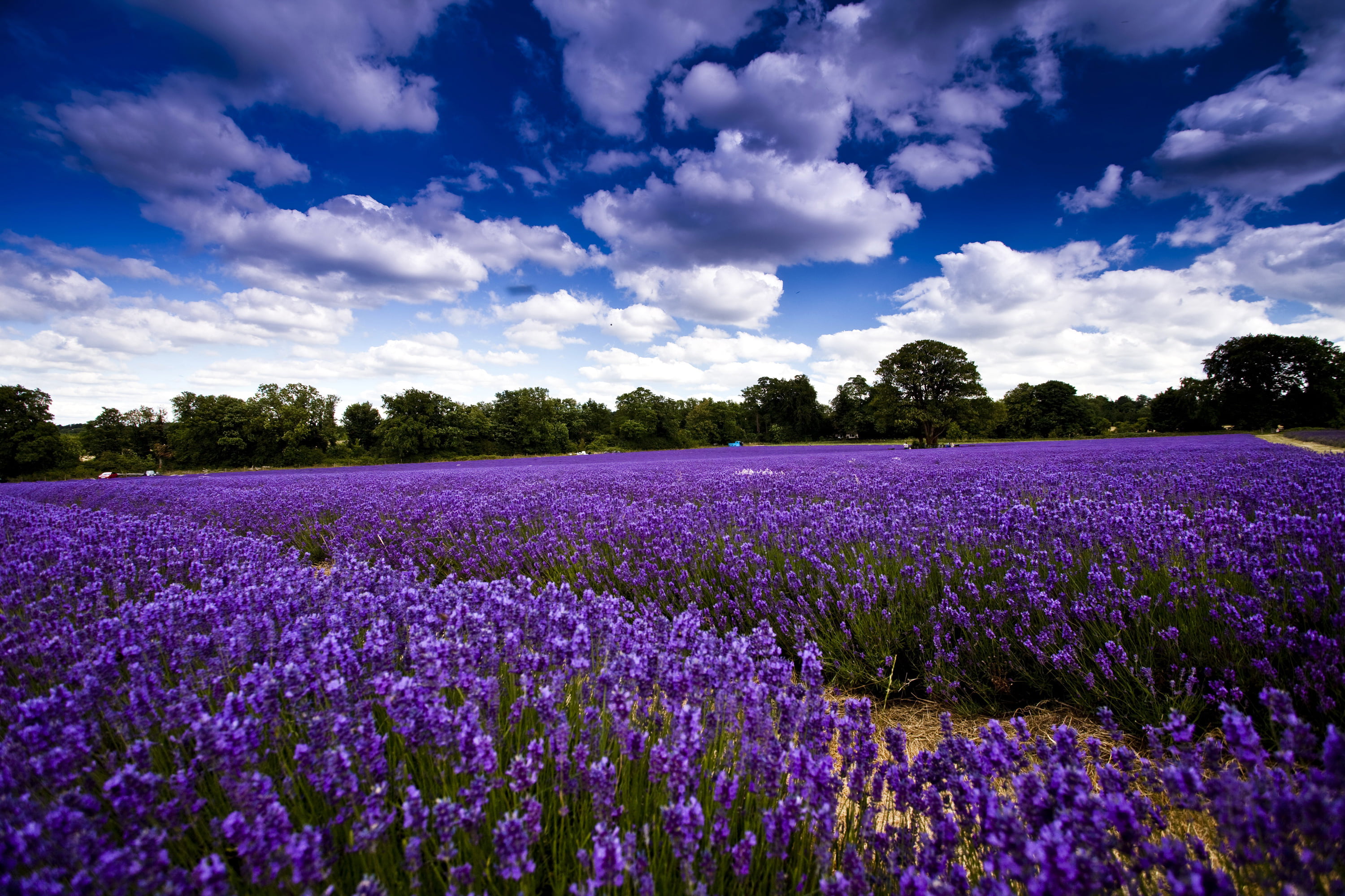 plateau De Valensole, lavender Coloured, europe, france, blossom, lavender, land, non-Urban Scene, farm, rural Scene, multi Colored, beauty In Nature, scenics, HD Wallpaper
