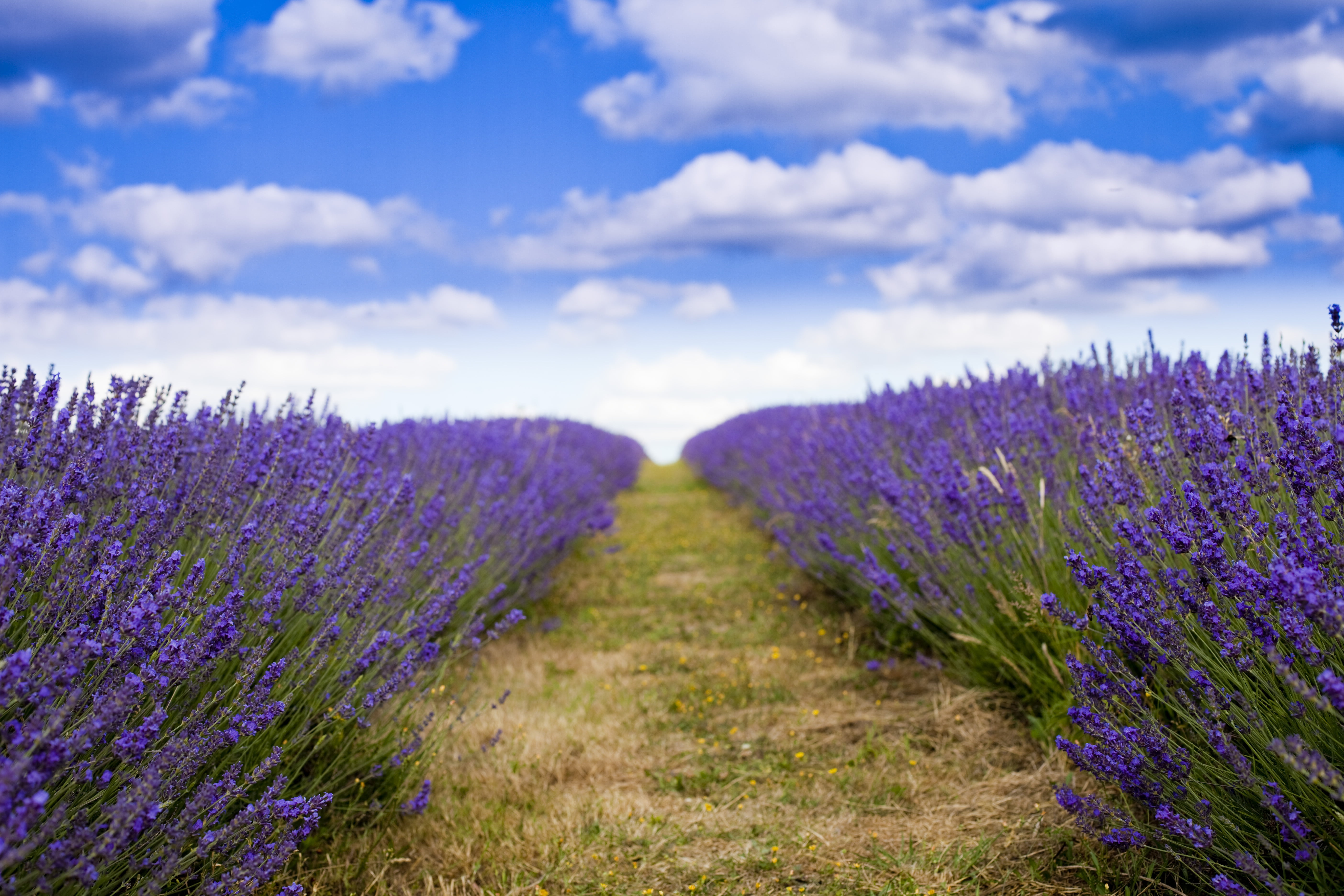 5K, europe, agriculture, growth, springtime, meadow, multi Colored, perfume, cloud - Sky, blue, good weather, outdoors, flower, aromatherapy, scenics, HD Wallpaper