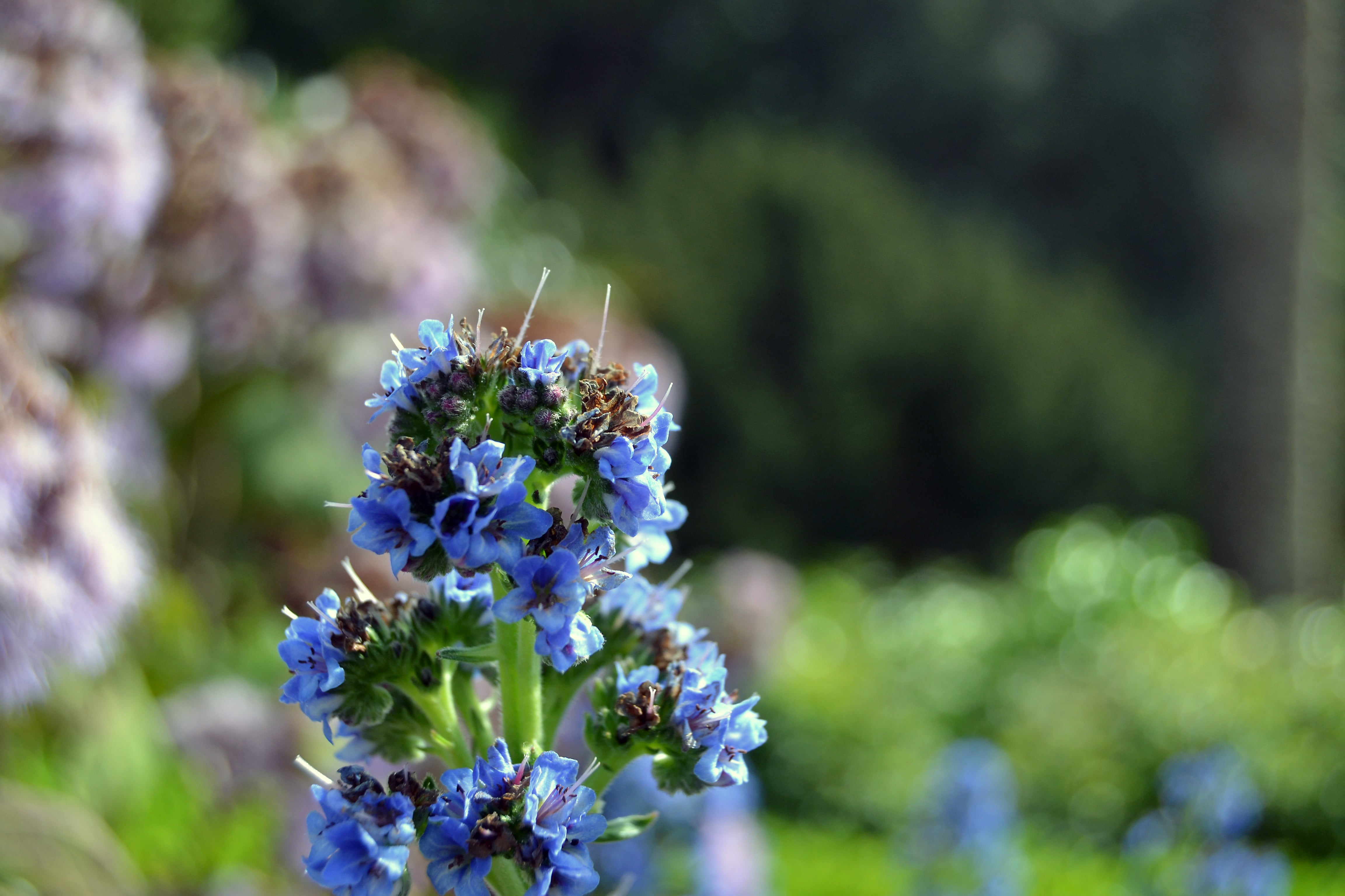 formal Garden, freshness, selective focus, blue, botany, animals in the wild, day, leaf, green Color, scented, lavender Coloured, 4K, macro, flowers, purple, HD Wallpaper