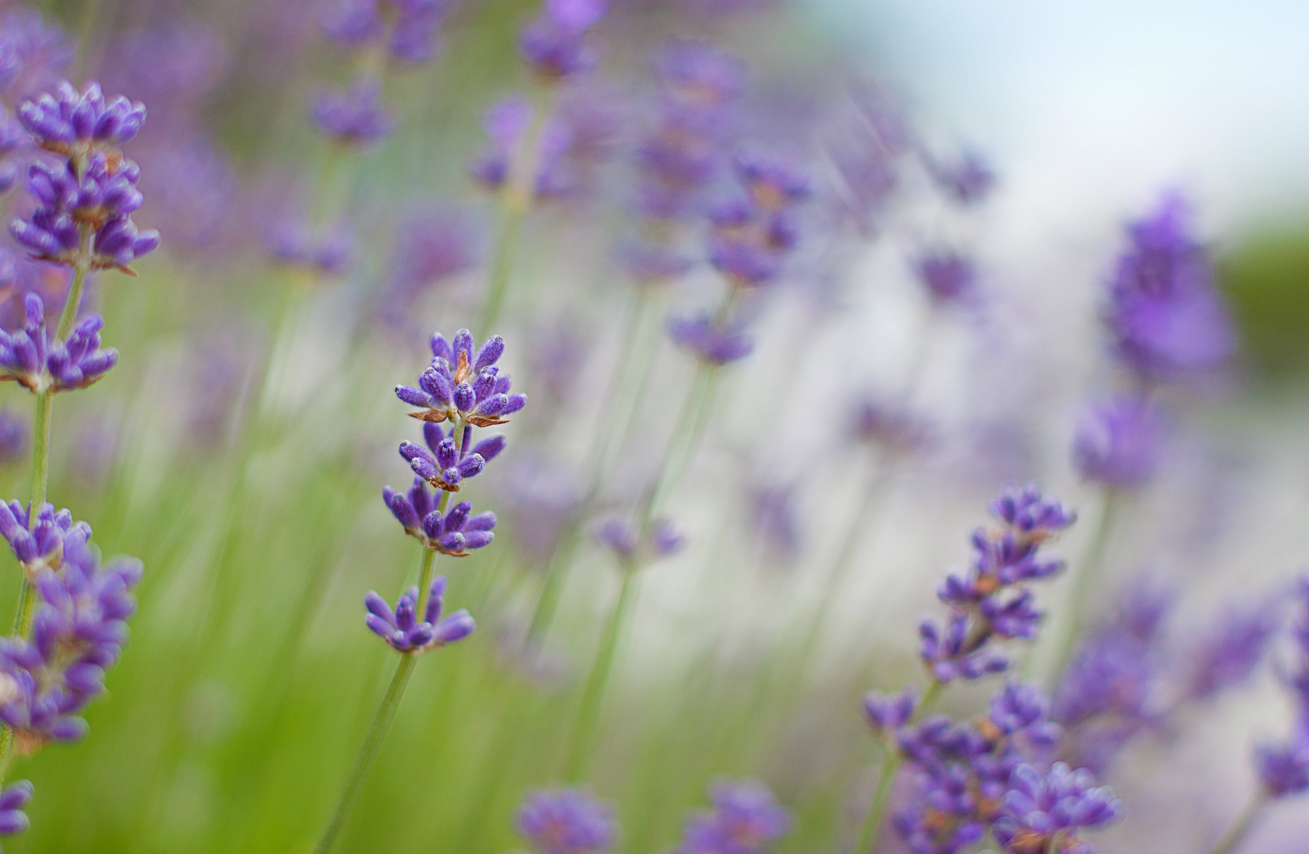 lavender Coloured, Lavender, backgrounds, color Image, purple, day, vulnerability, summer, springtime, green Color, inflorescence, scented, close-up, herbal Medicine, HD Wallpaper