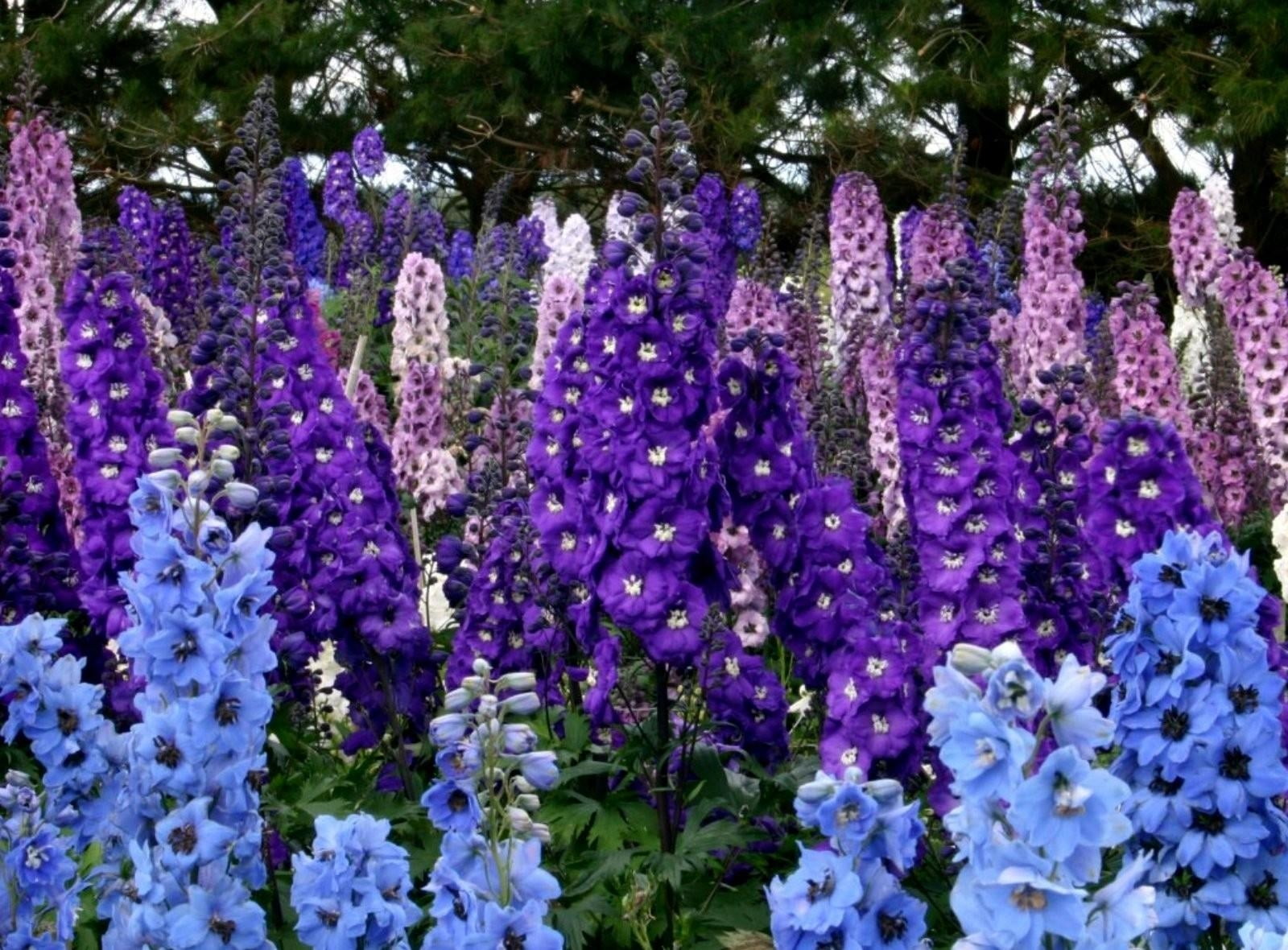 violet, no People, vulnerability, outdoors, lavender Coloured, flower, bouquet, flower Head, plant, blue, beautiful, nature, flowers, land, botany, flowering plant, HD Wallpaper