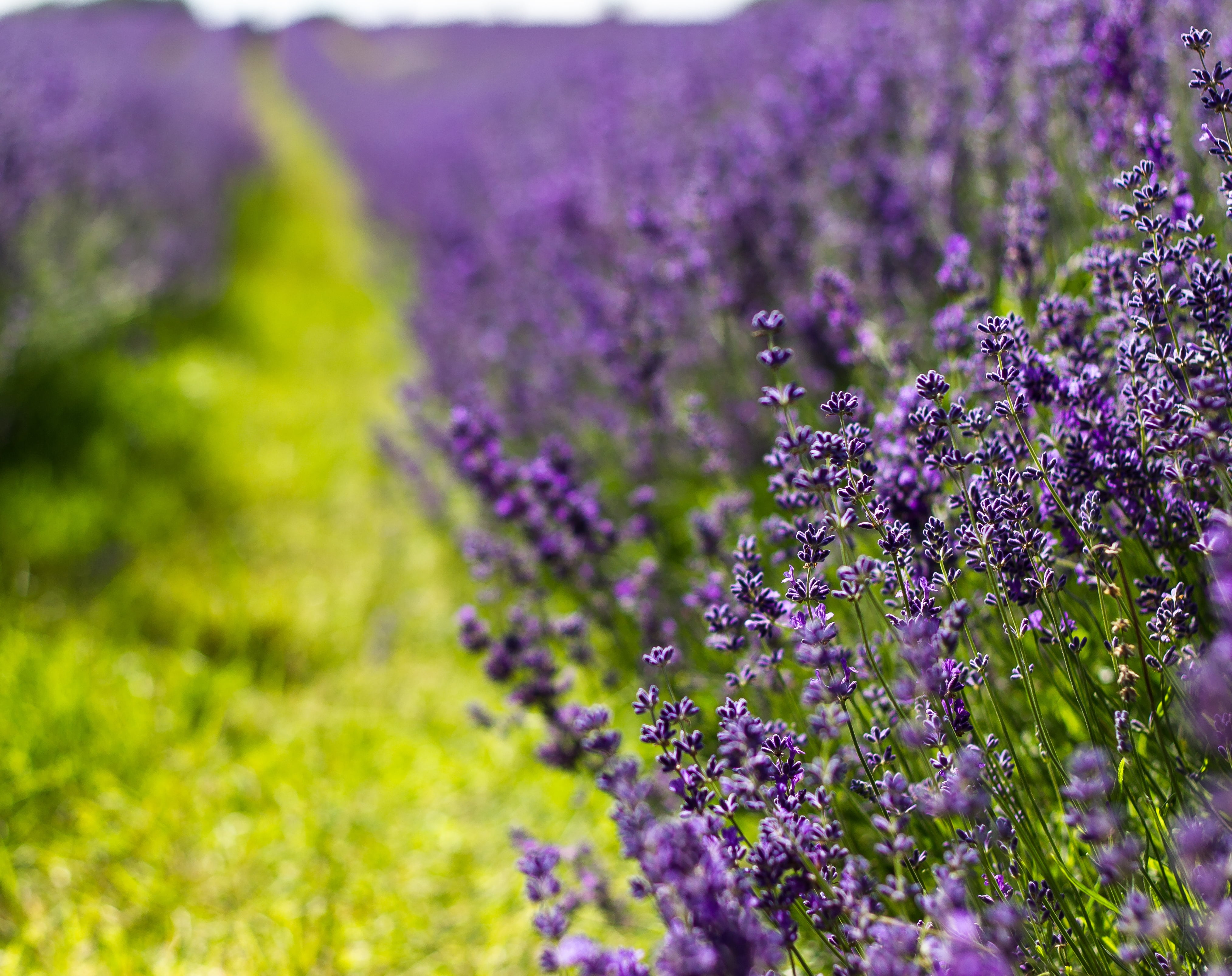 day, lavender Coloured, formal Garden, rural Scene, macro, land, flowerbed, close-up, agriculture, flowering plant, multi Colored, beauty In Nature, growth, HD Wallpaper