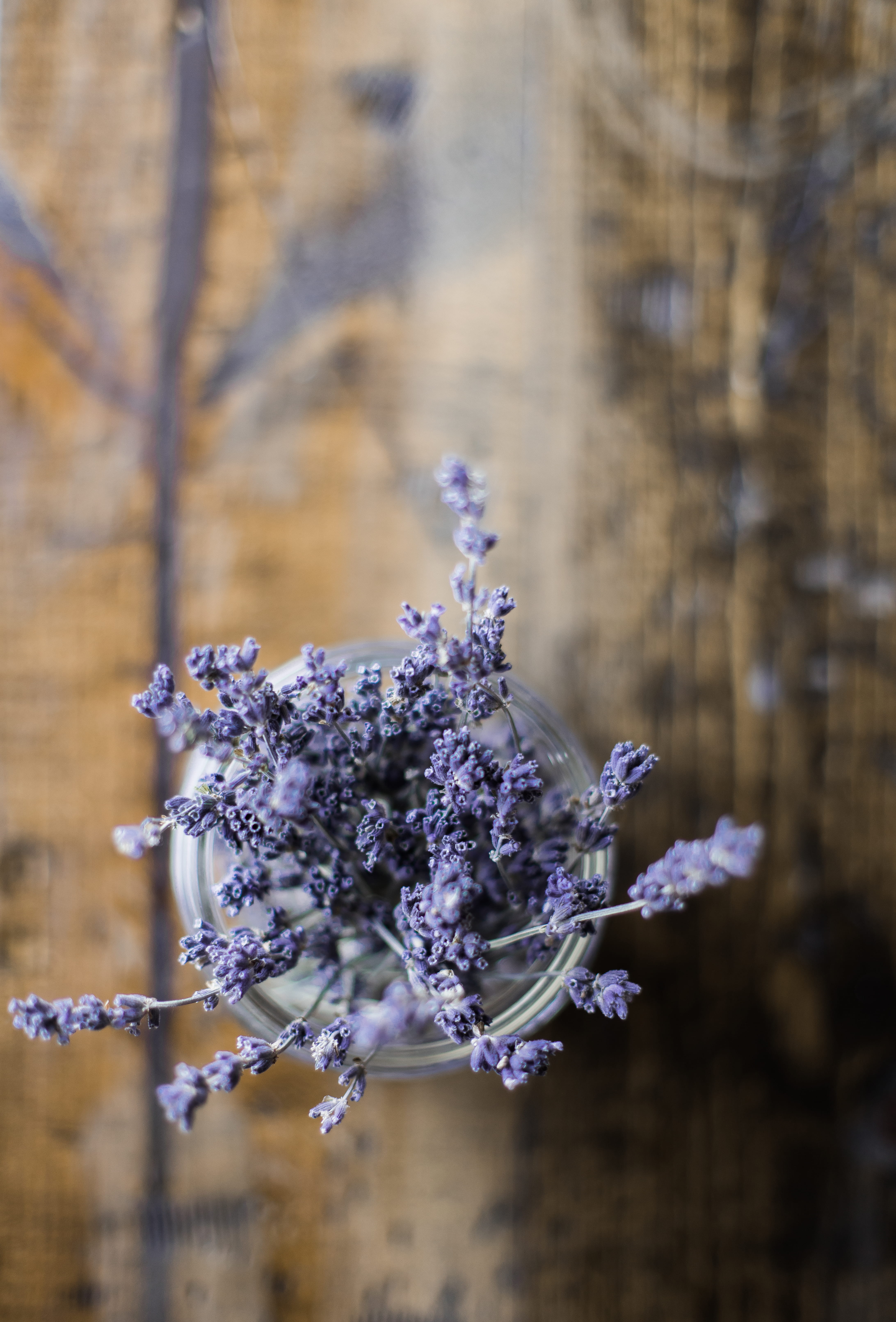 aromatherapy, photography, closeup, bouquet, farm, 5K, lavendar, lavender Coloured, outdoors, no People, decor, blossoming, bokeh, lavender, beauty, minimalism, Phone HD Wallpaper