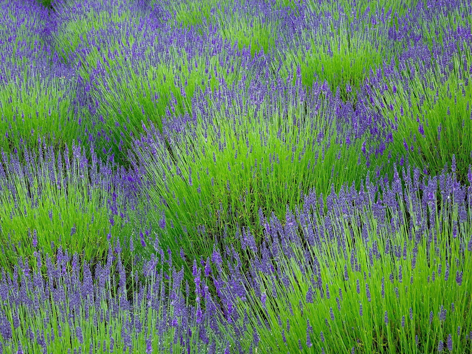 scented, purple, multi Colored, blossom, beauty In Nature, lavender, vulnerability, field, day, herbs, provence-Alpes-Cote dAzur, no people, france, summer, HD Wallpaper