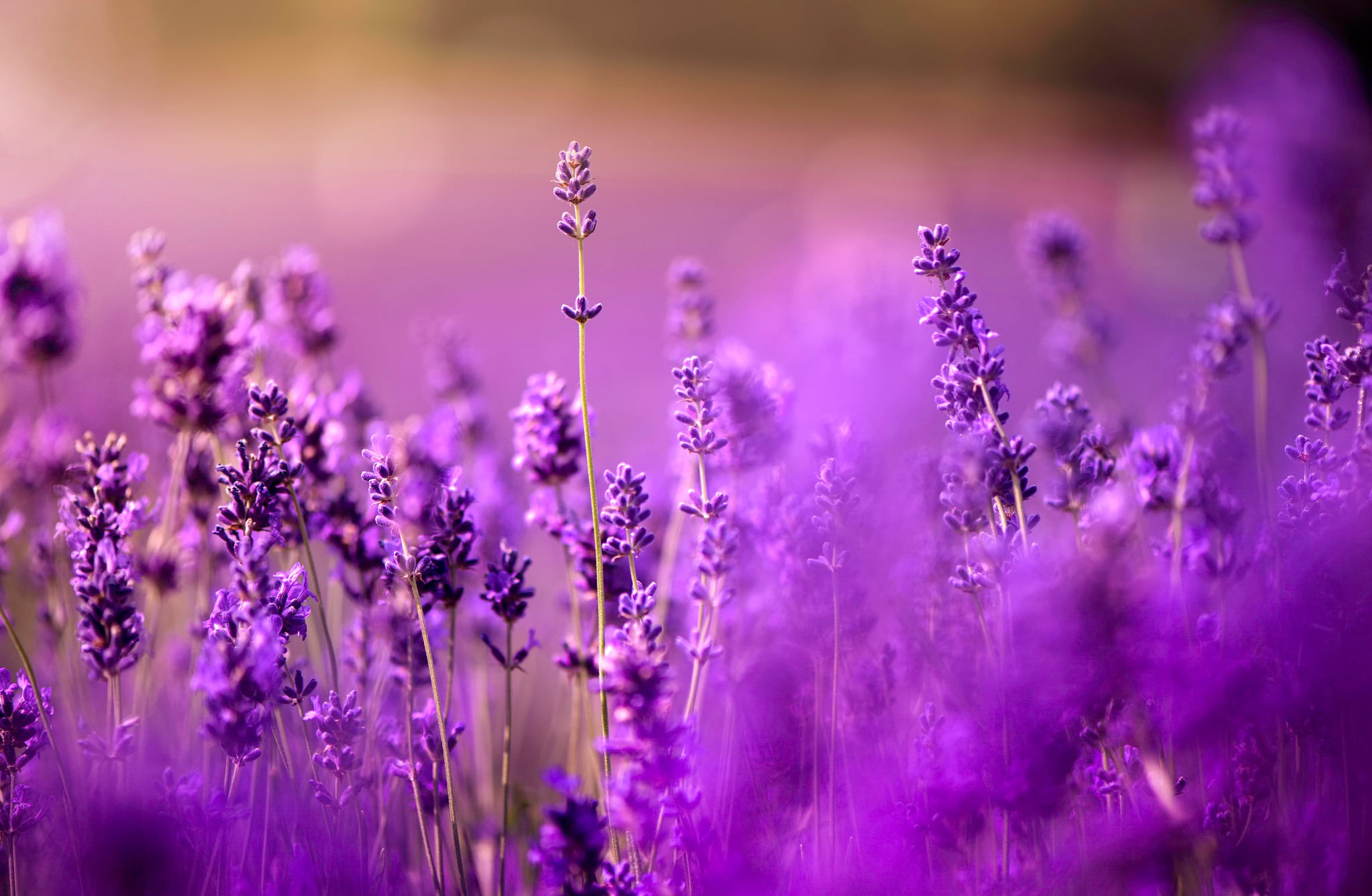 plant, all purple, fragility, defocused, provence-Alpes-Cote dAzur, french Lavender, wildflower, lavender, backgrounds, blossom, green Color, purple, all lilac, HD Wallpaper