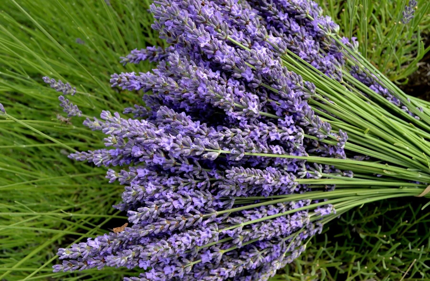 lavender Coloured, growth, vegetable, provence-Alpes-Cote dAzur, blue, petal, freshness, aromatherapy, vulnerability, backgrounds, herb, herbal Medicine, HD Wallpaper