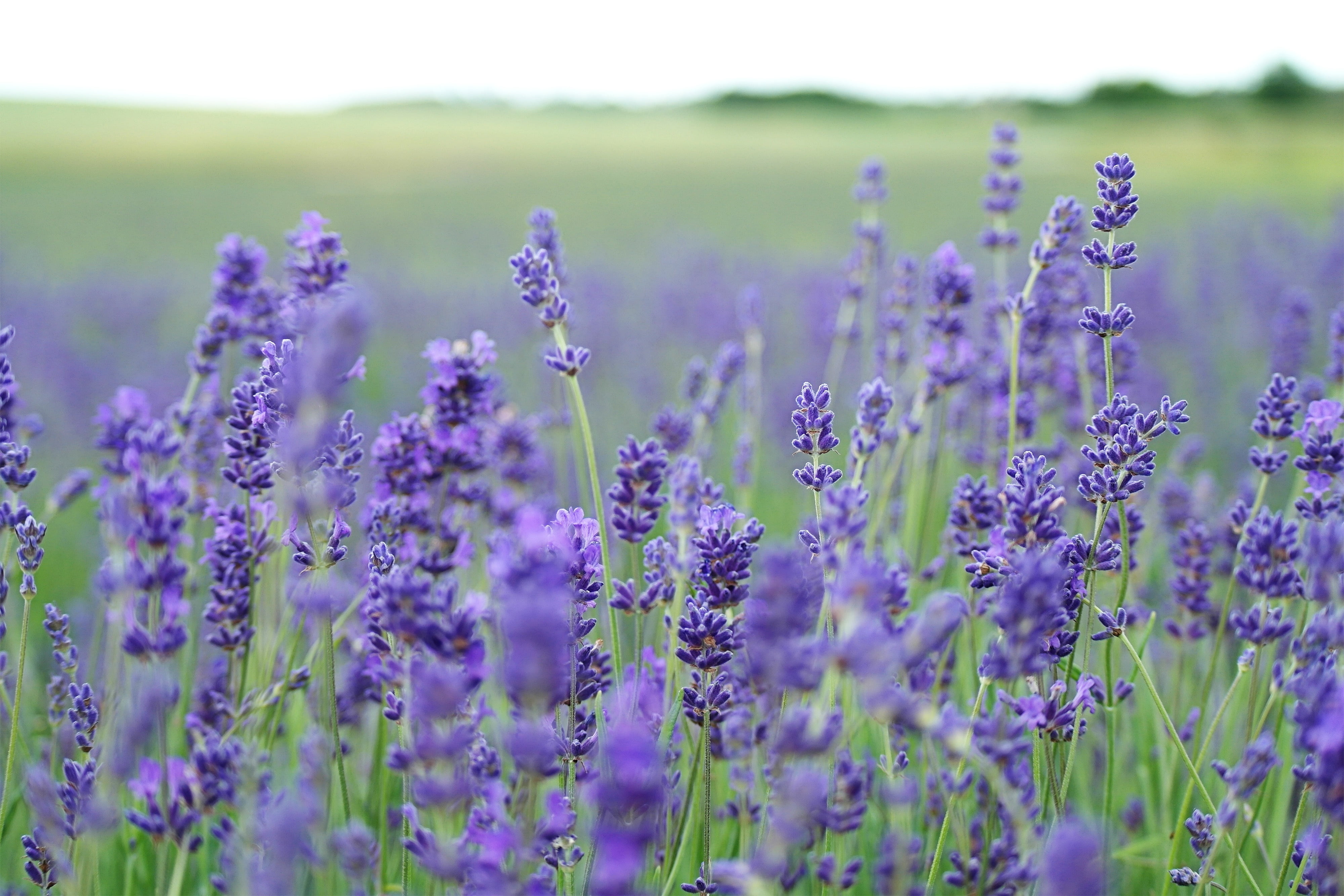 nature, landscape, outdoors, grass, fragility, season, day, no People, purple, multi Colored, france, agriculture, macro, flowerbed, scented, close-up, HD Wallpaper