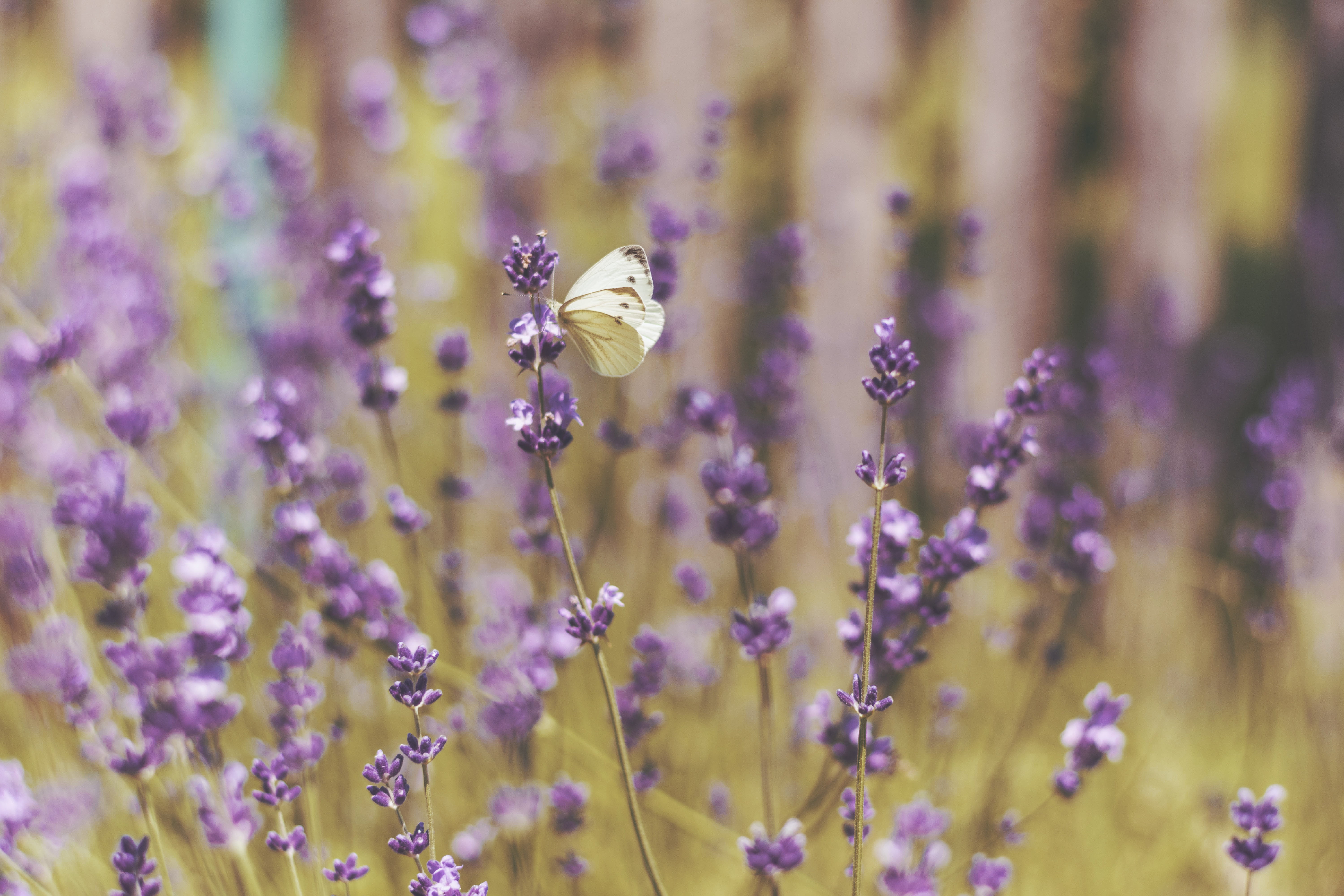 outdoors, beige, freshness, petal, 5K, purple, close-up, herb, insect, flowering plant, field, springtime, animal, small, animal themes, scented, blue, HD Wallpaper