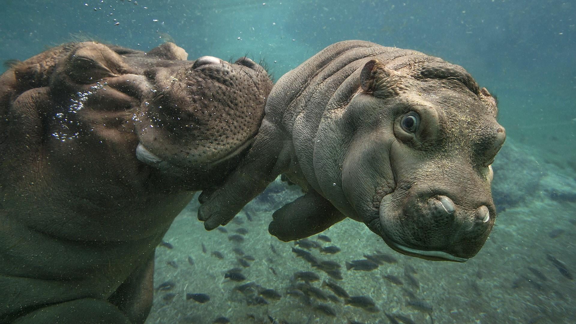 two animals, animal wildlife, day, animal themes, animal body part, water, swimming, sea life, fauna, san diego zoo, outdoors, marine, sea, no people, mammal, HD Wallpaper