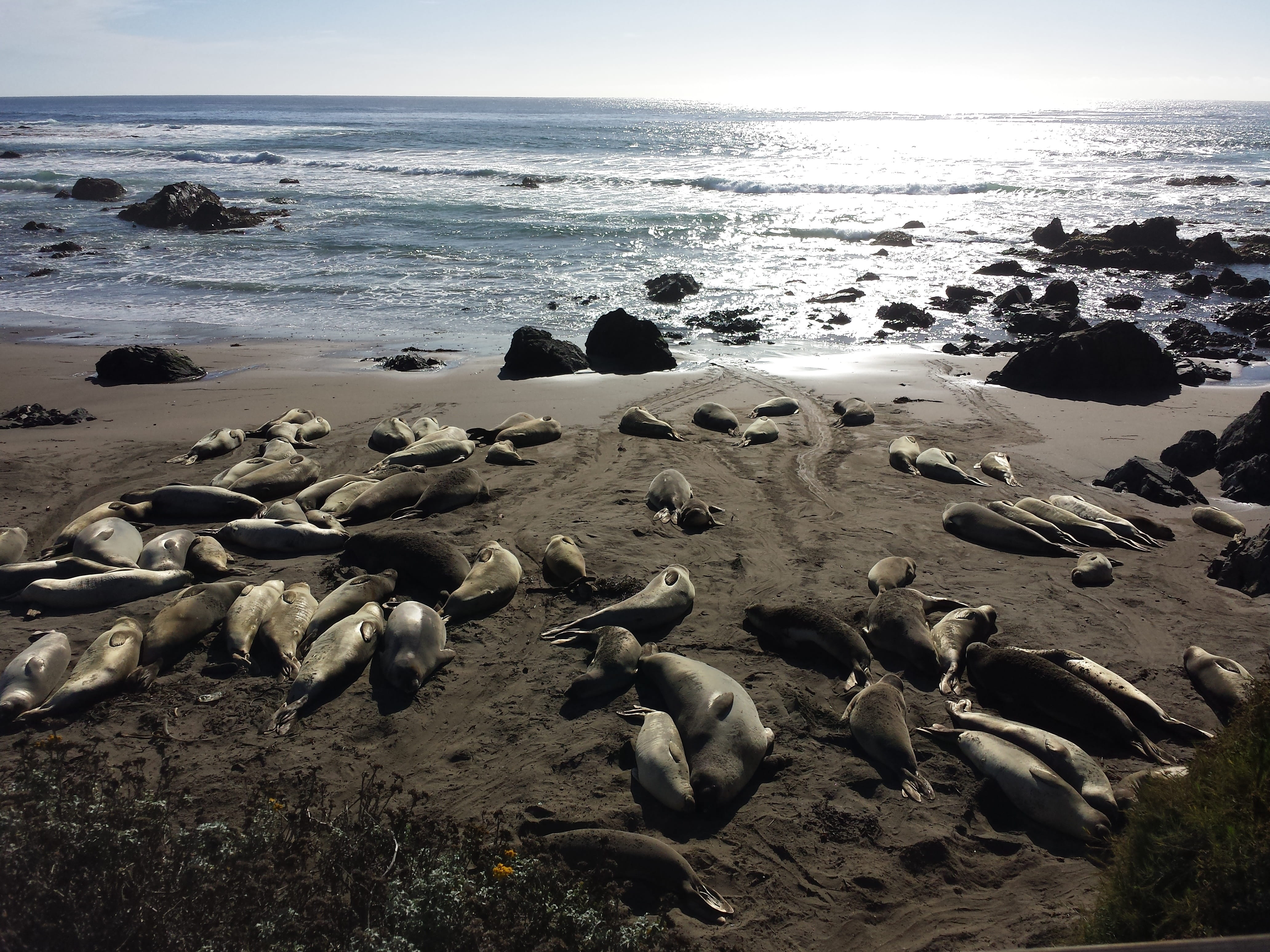 wave, sea, horizon over water, california, marine, water, group of animals, nature, seals, solid, tranquil scene, no people, sky, animal wildlife, ocean, HD Wallpaper