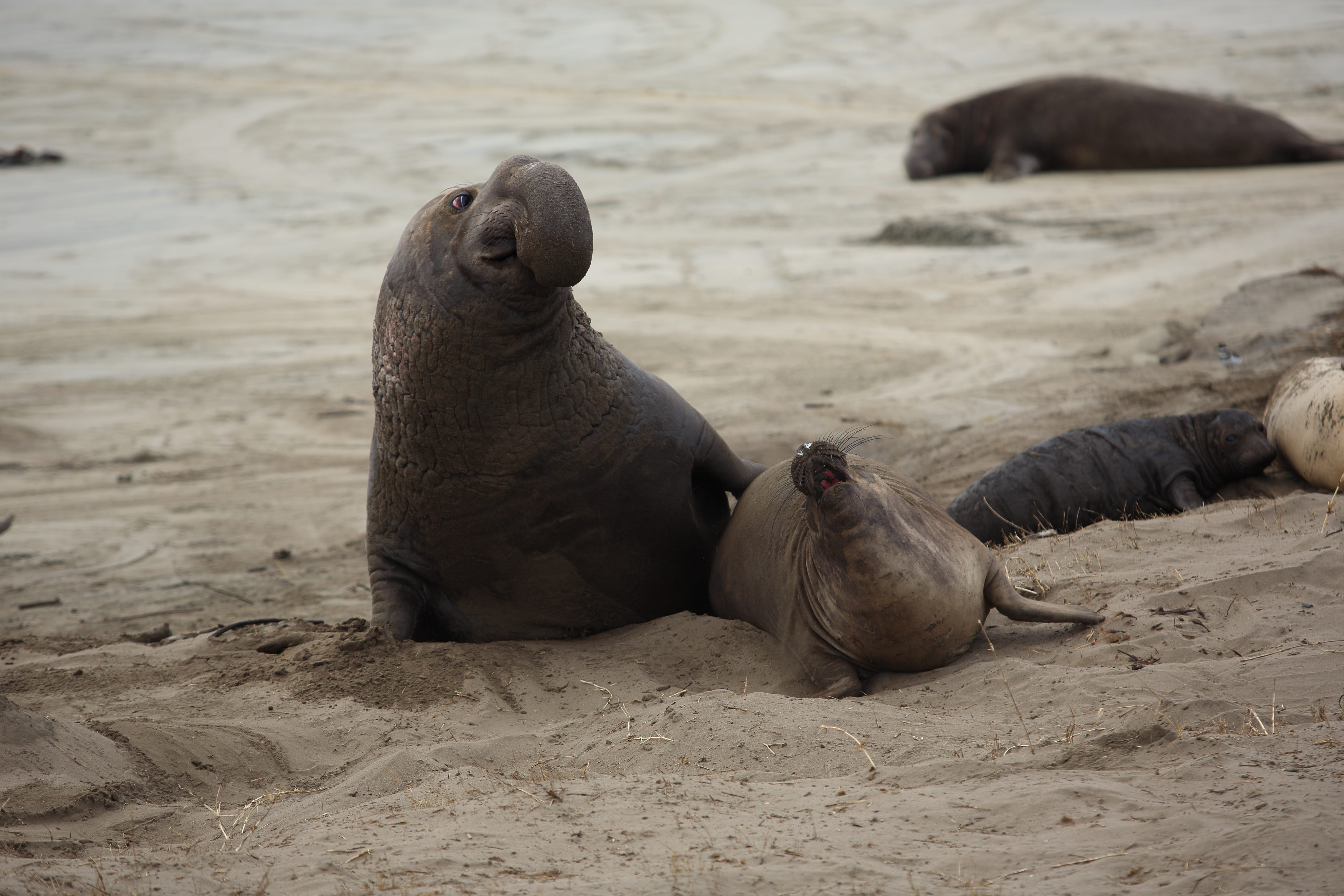 Pup, sand, vertebrate, Nature, day, animals in the wild, California, animal, aquatic mammal, animal wildlife, beach, land, group of animals, sea, sea lion, HD Wallpaper
