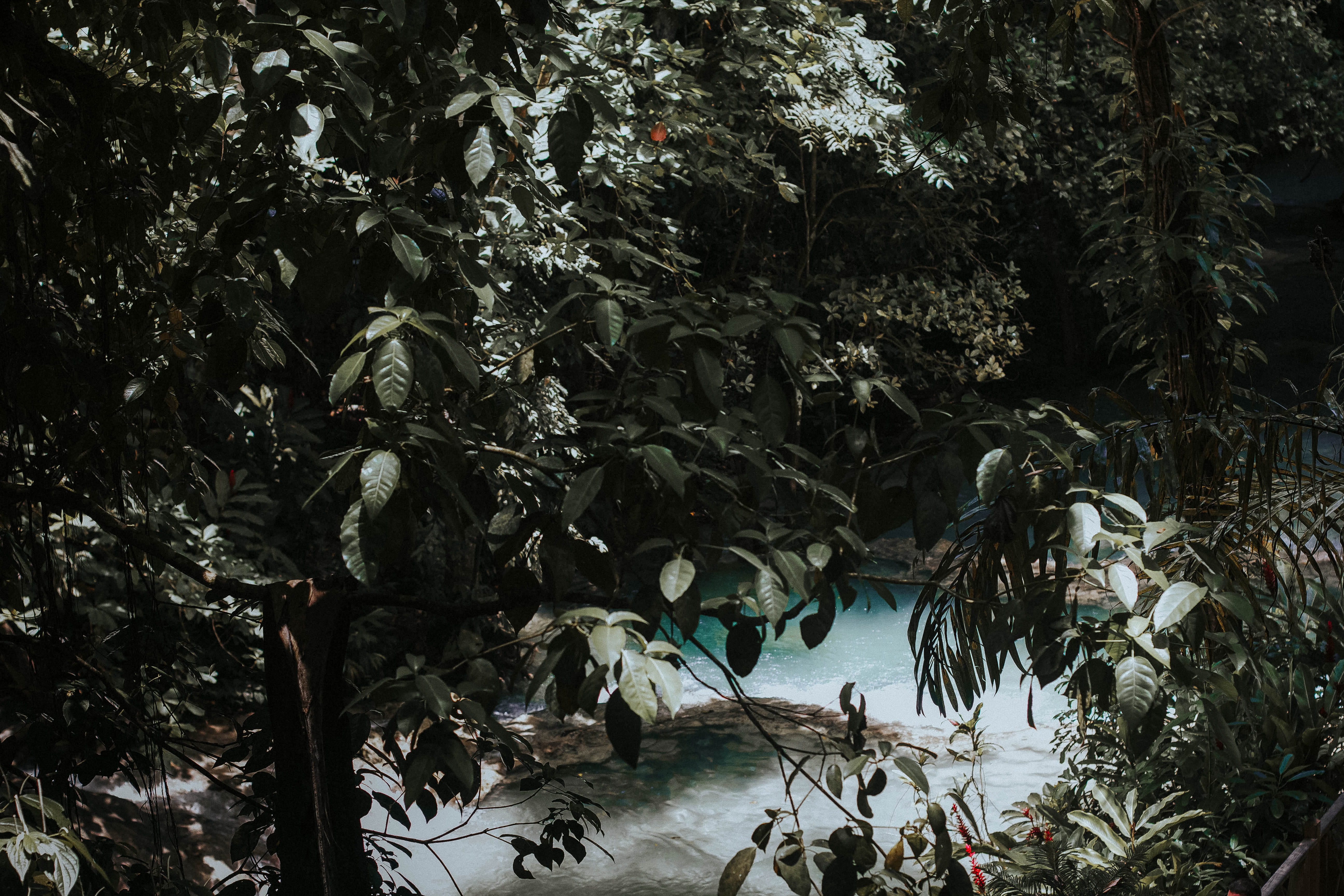 no people, day, trees, jamaica, dunns river falls, river, water, tranquility, green color, growth, kingston, daytime, tropical climate, non-urban scene, HD Wallpaper