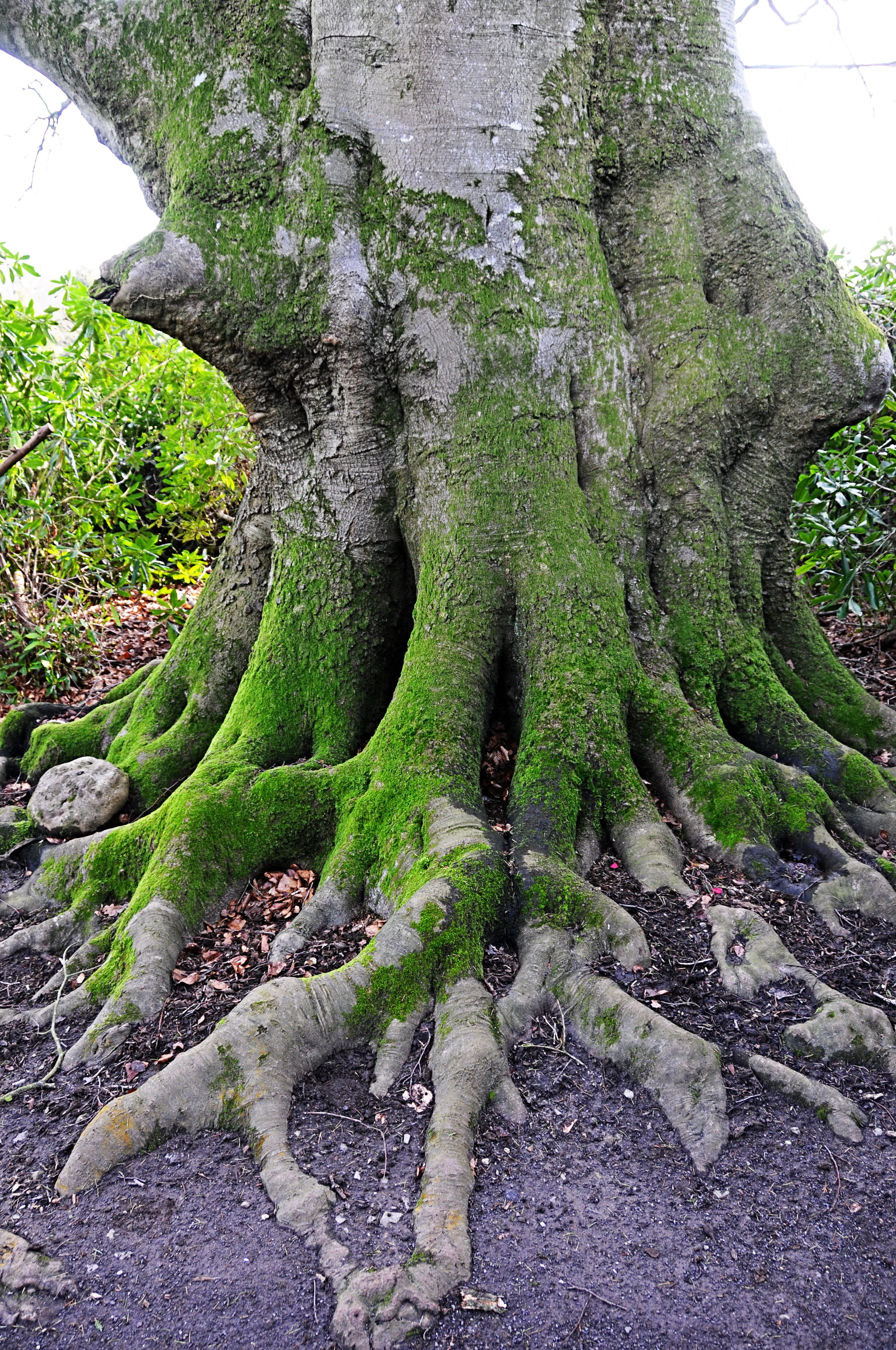 root, plant part, roots, bark, mossy, land, outdoors, rock, overgrown, lichens, forest, scenics - nature, tree, kingston lacy, 4K, old tree, green color, Phone HD Wallpaper