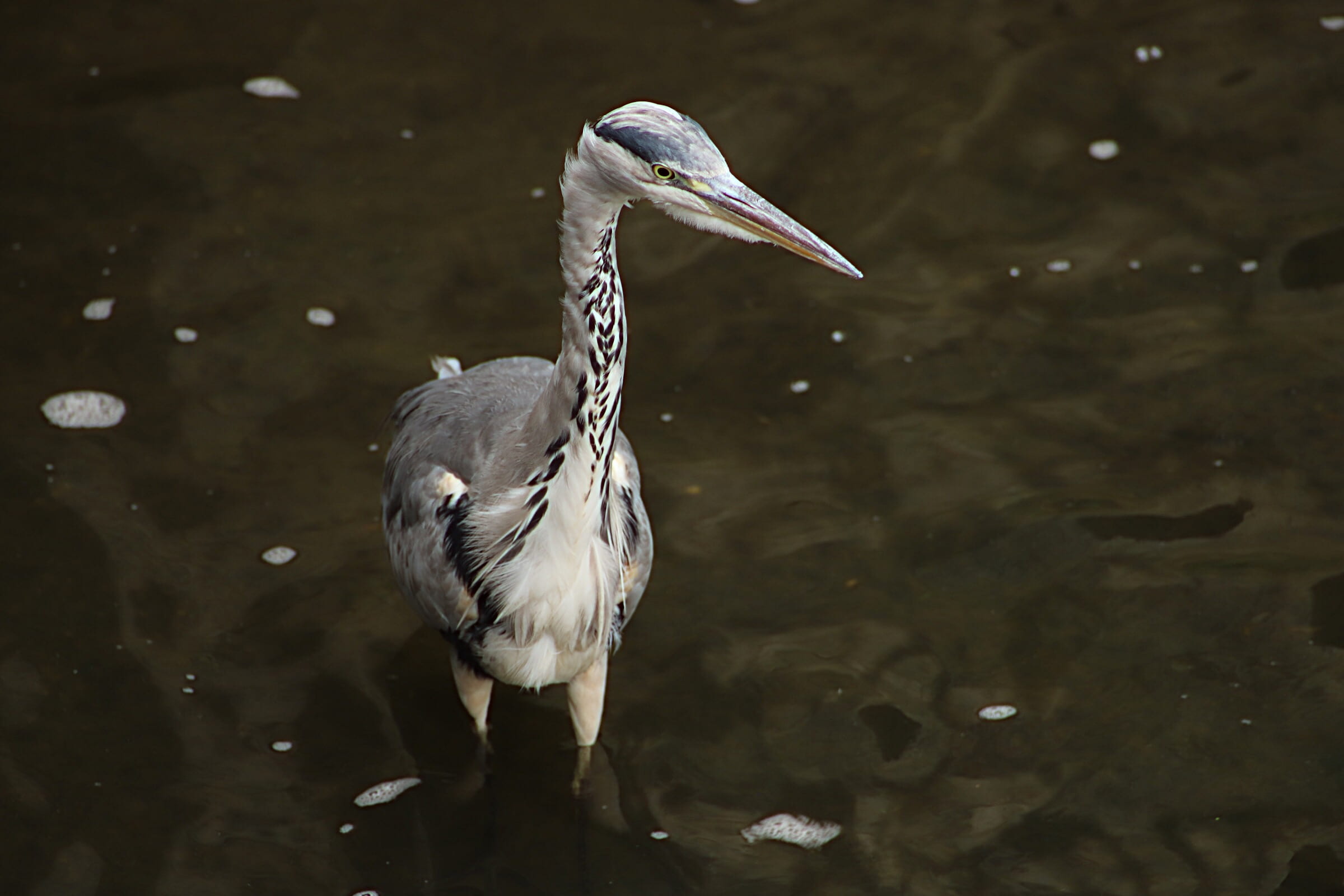 water, showing, 1080P, animal, lake, grey heron, outdoors, heron, water bird, animals in the wild, white, long, pond life, beak, nature, no people, day, HD Wallpaper
