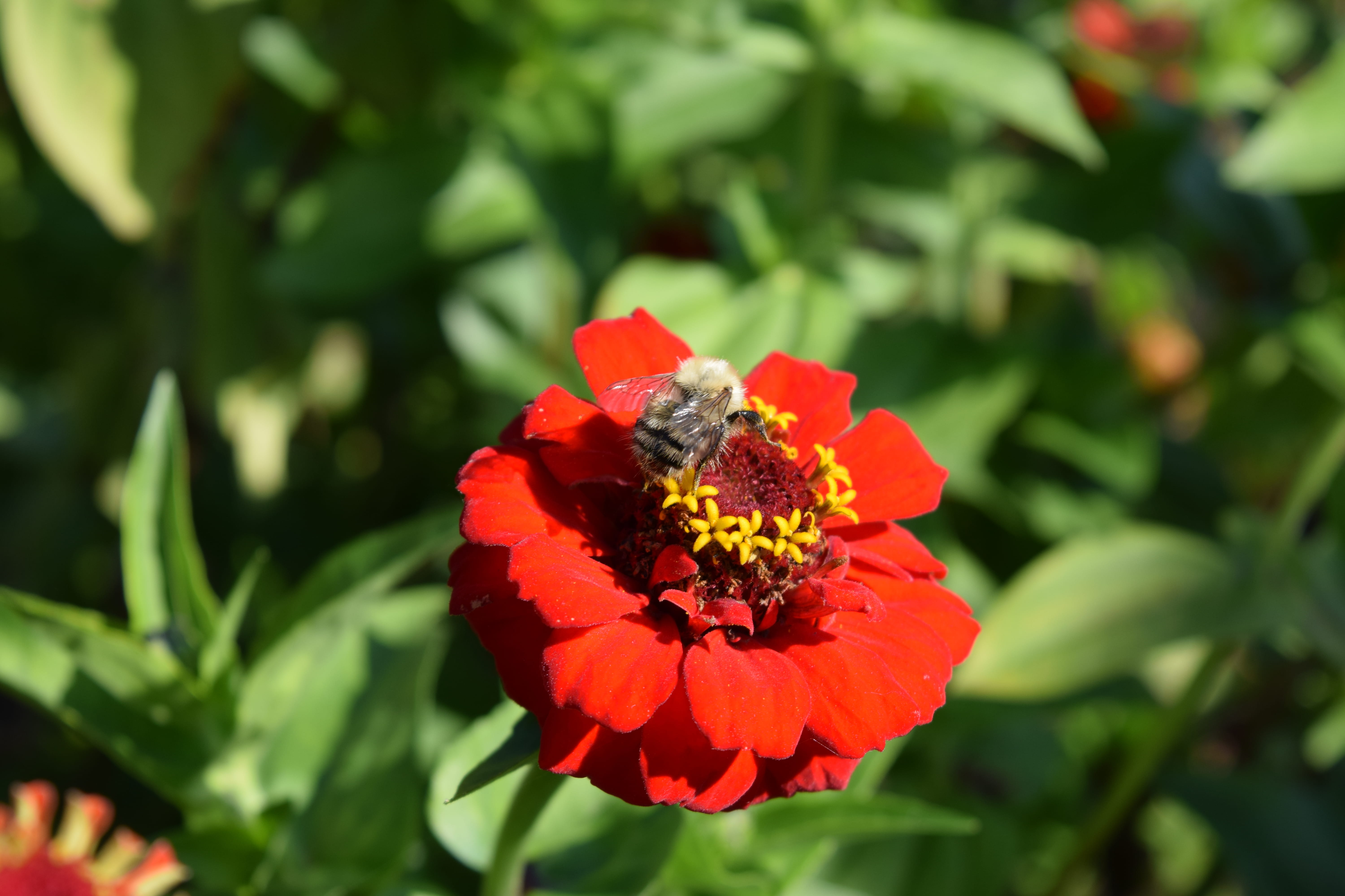 green color, garden, day, close-up, beauty in nature, flowering plant, growth, bugs, outdoors, no people, trees, plant, pollen, focus on foreground, vulnerability, HD Wallpaper