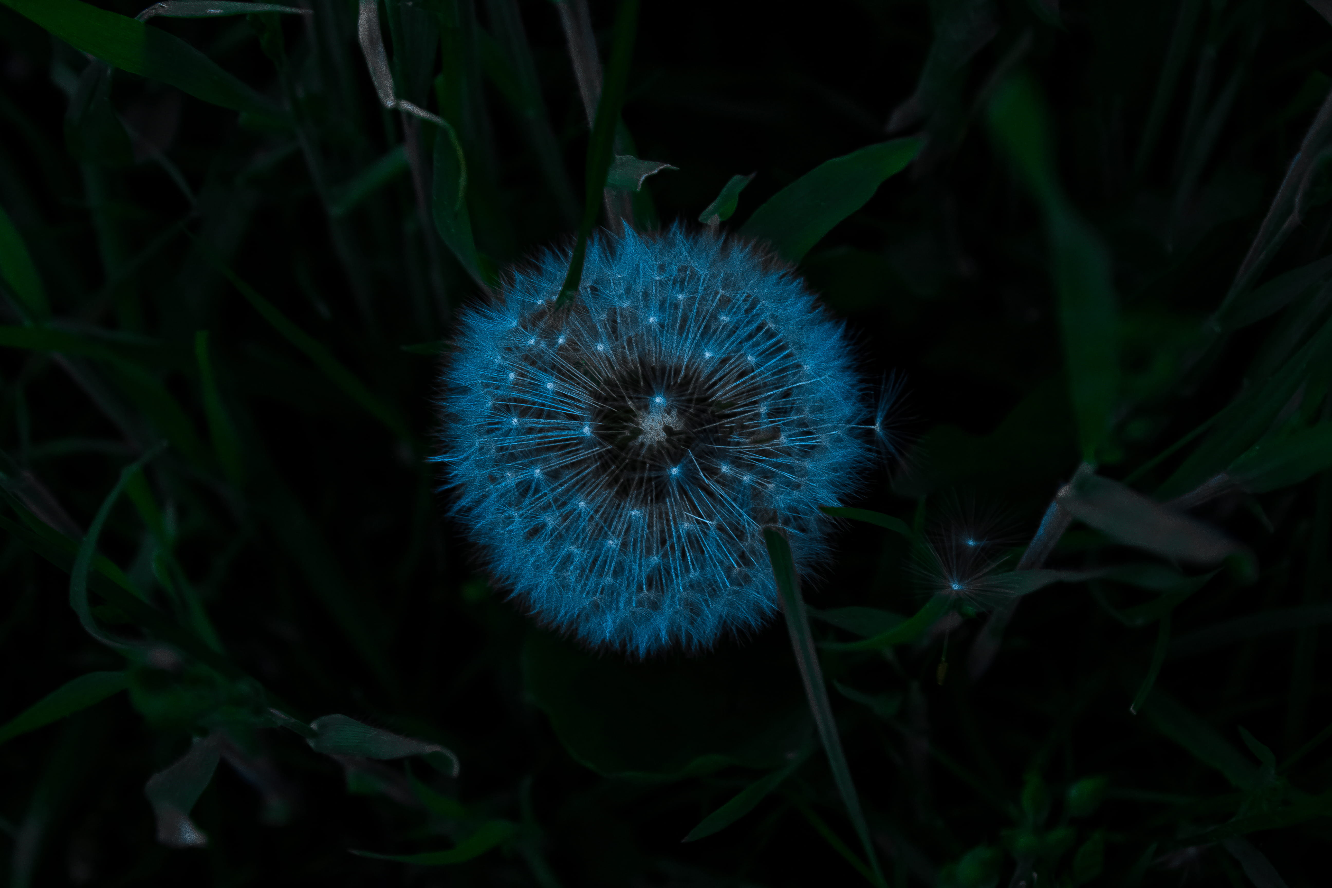 leaf, dandelion seed, fragility, green color, flowering plant, blue, dandelion, land, vulnerability, inflorescence, plant, no people, nature, field, softness, HD Wallpaper