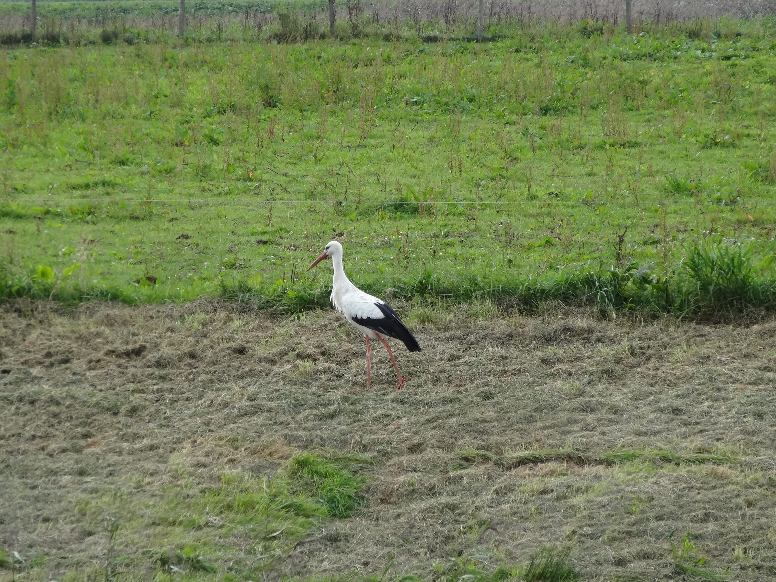 waterfowl, land, wildlife, Pasture, landscape, plant, animal themes, Netherlands, nature, no people, fly, overijssel, green color, meadow bird, Stork, animals And Pets, HD Wallpaper