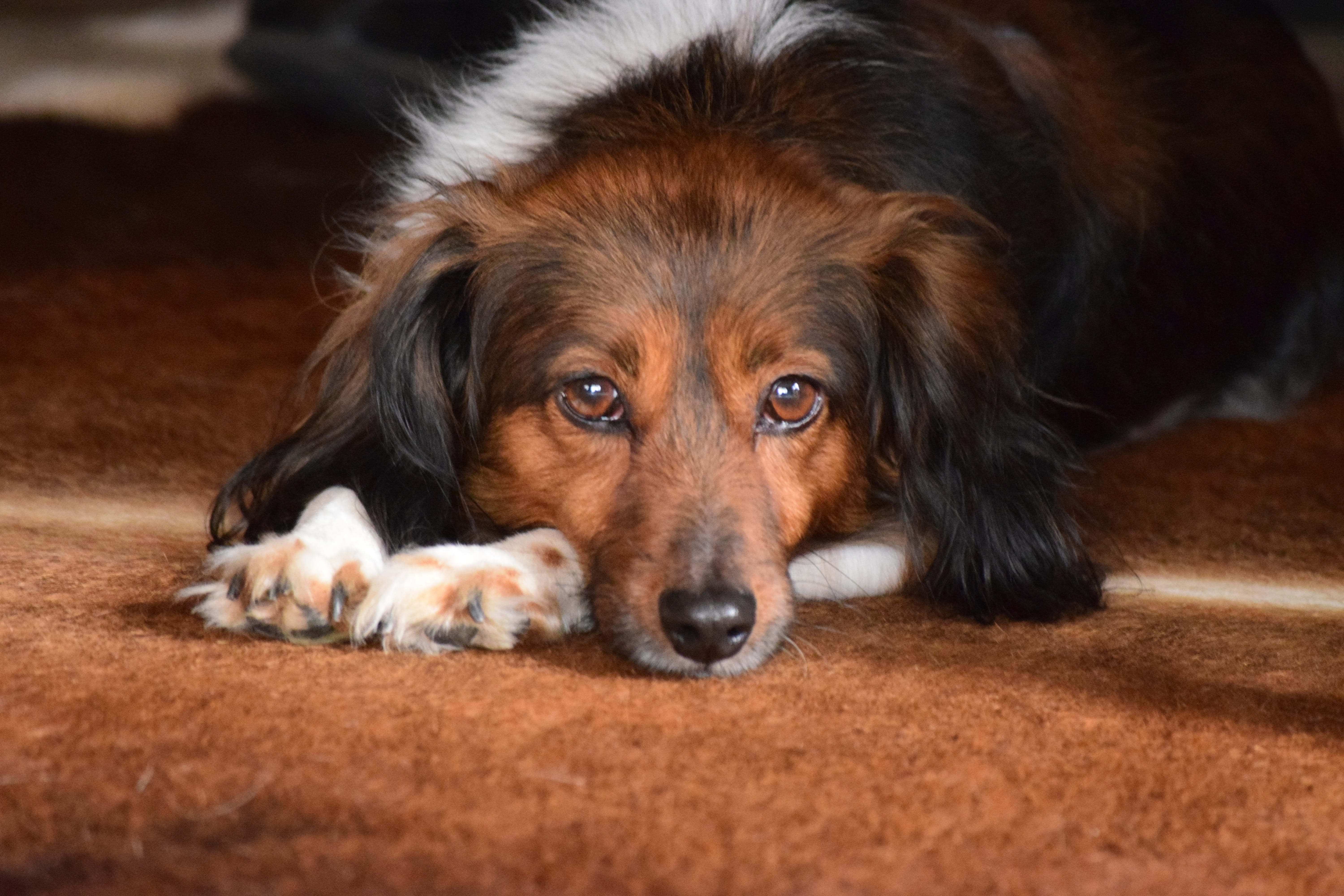 close-up, photo, portrait, dogs, lying down, animal, selective focus, looking at camera, pets, one animal, animal themes, brown, domestic, domestic animals, HD Wallpaper