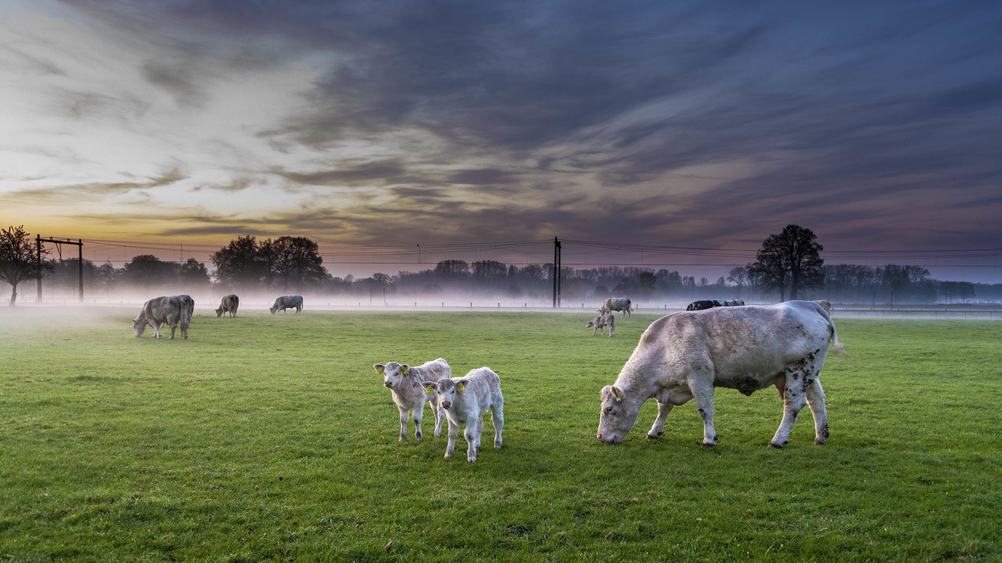 1080P, fog, Deventer, Nederland, field, cattle, The province of Overijssel, HD Wallpaper