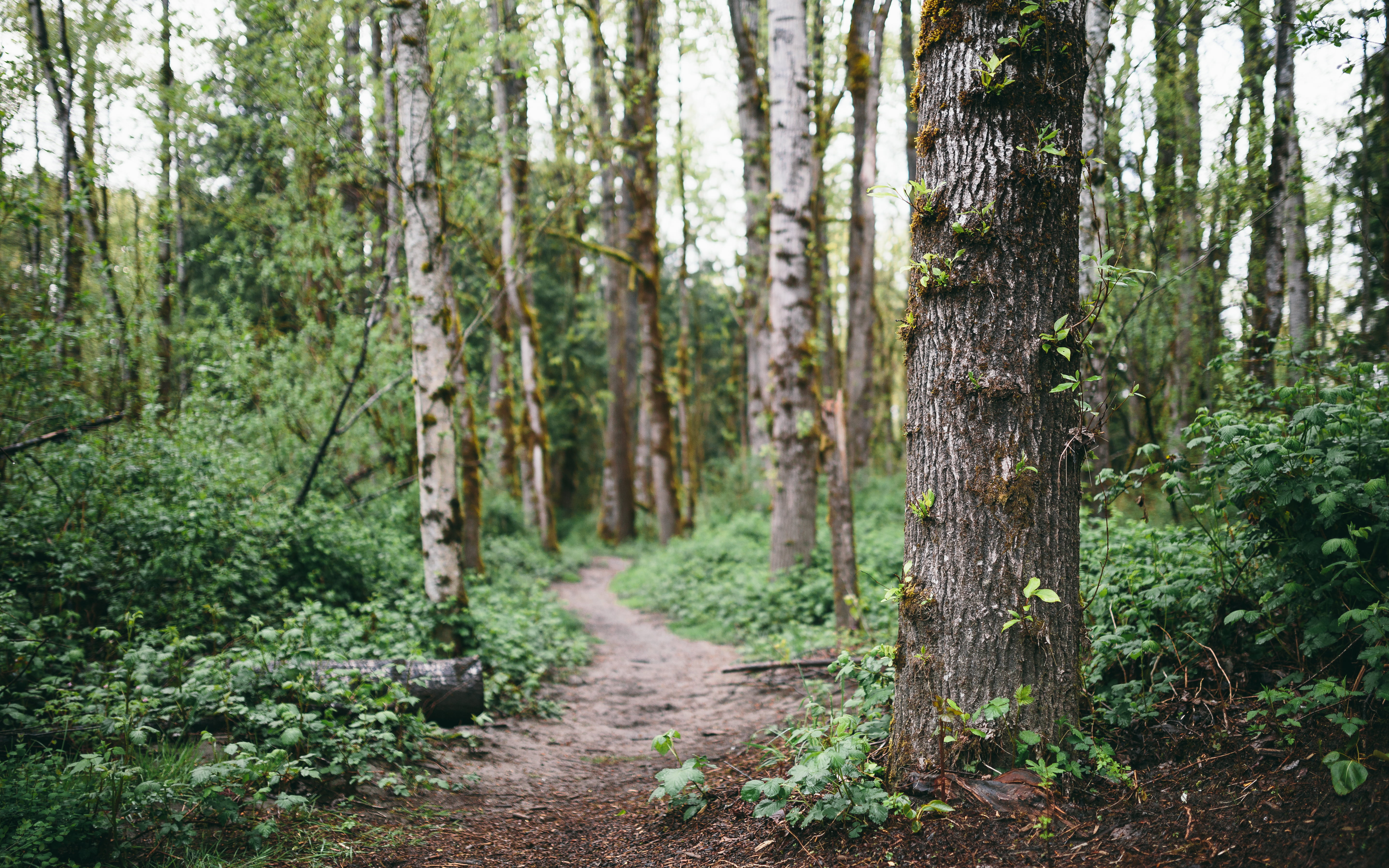 Sigma, pathway, HSM, trail, john, 35mm, tree, washington, Depth of field, surrounded, Spring, Trees, DG, woodland, path, photo, 5K, outdoors, ART, leaf, HD Wallpaper