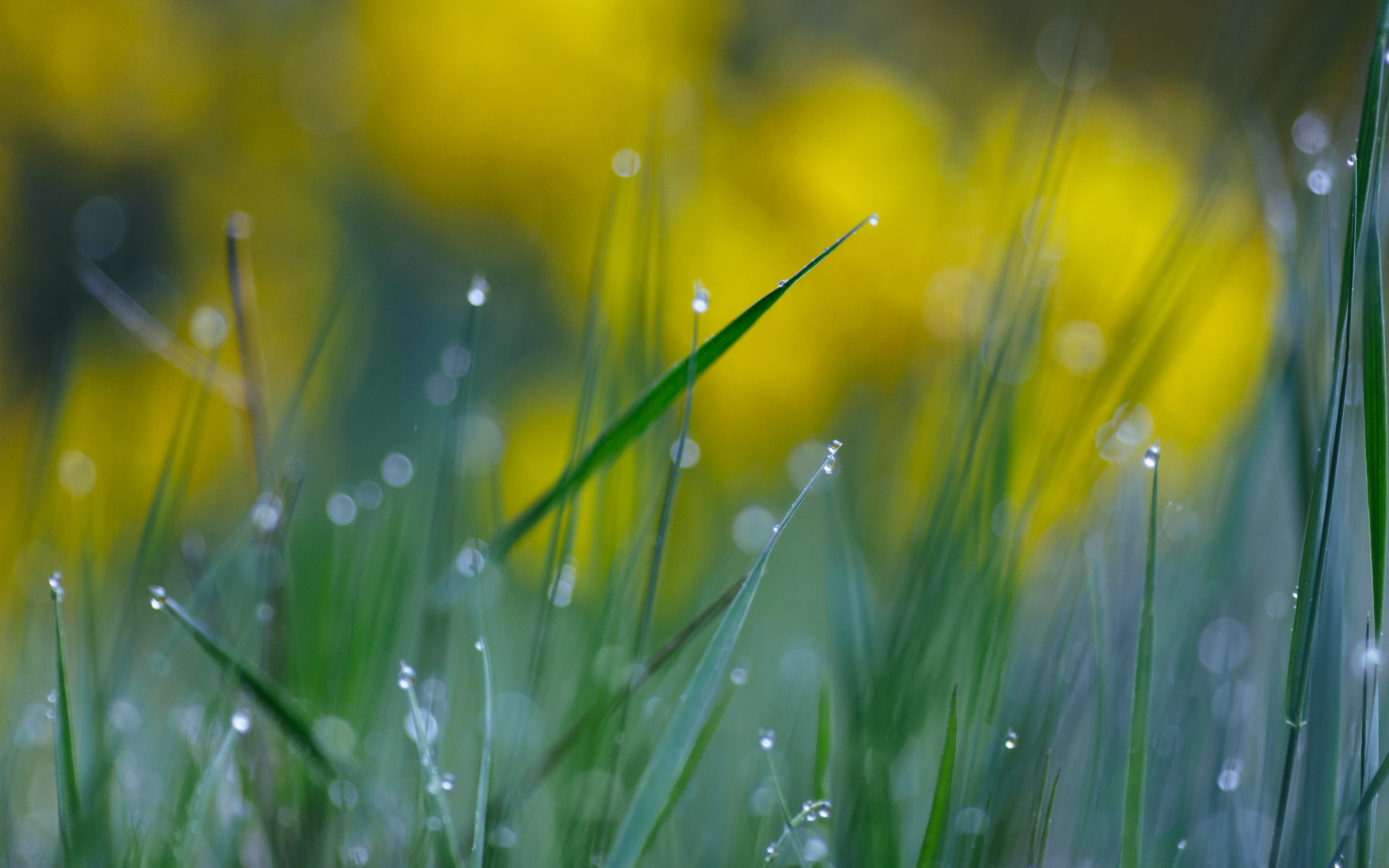 grass, close up, 5K, dew, blades of grass, bokeh, springtime, environment, backgrounds, daytime, linear, wet, nature, 2L, green, summer, leaf, drop, morning, HD Wallpaper