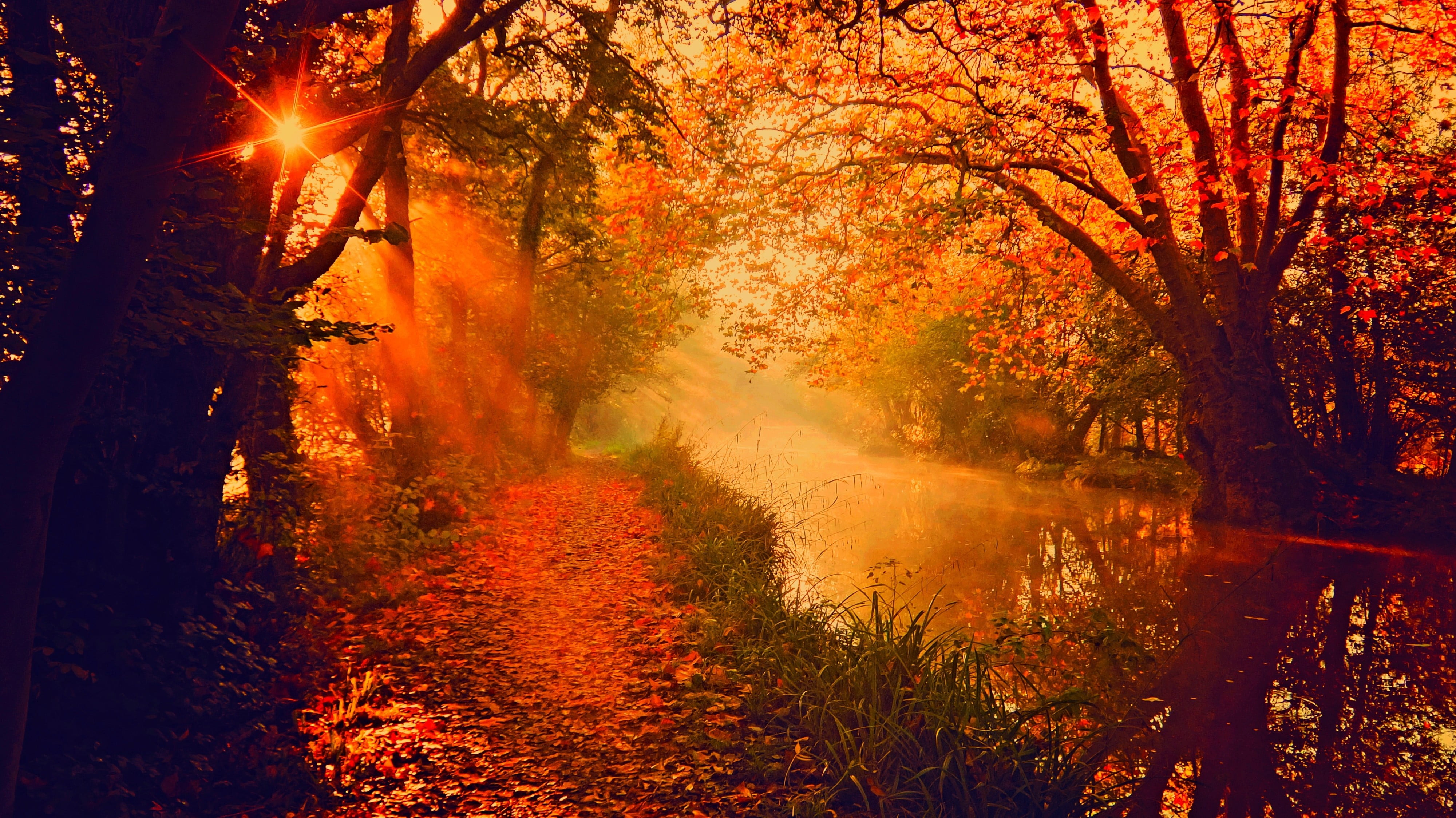 sunbeam, river, colors, park - Man Made Space, tranquility, bush, rural Scene, sunlight, forest, day, bright, sun, season, lake, water, scenics, nature, HD Wallpaper