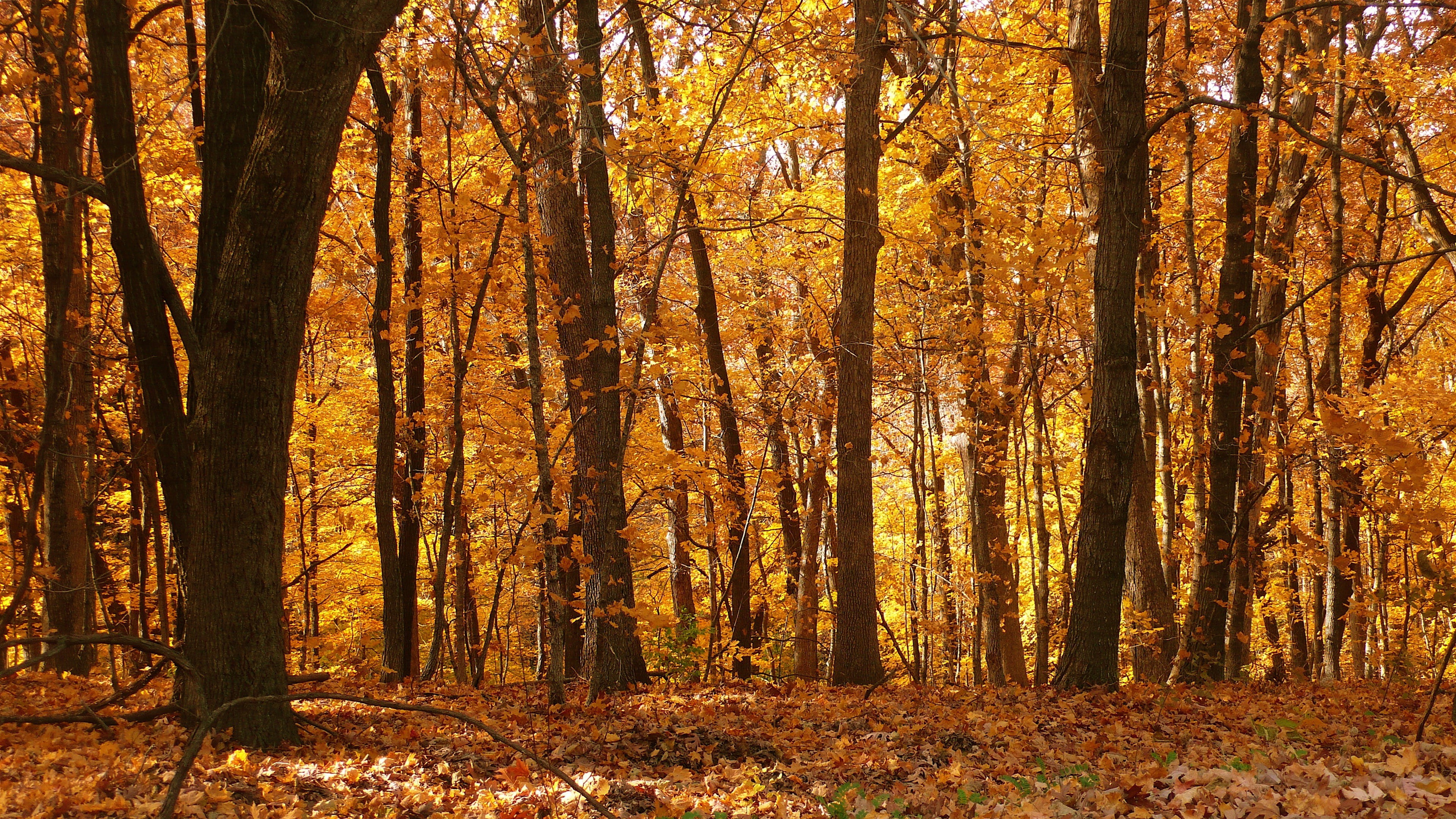 autumn, tranquility, orange color, tree trunk, woodland, autumn collection, scenics - nature, 4K, change, maple, outdoors, growth, forest, fall, day, plant, HD Wallpaper