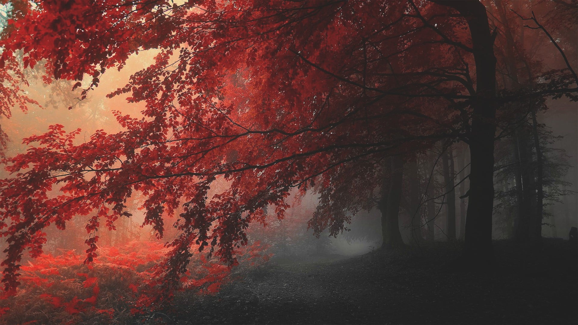 orange color, non-urban scene, nature, branch, land, change, beauty in nature, no people, scenics - nature, treelined, autumn, trees, fall, tree, tranquil scene, HD Wallpaper