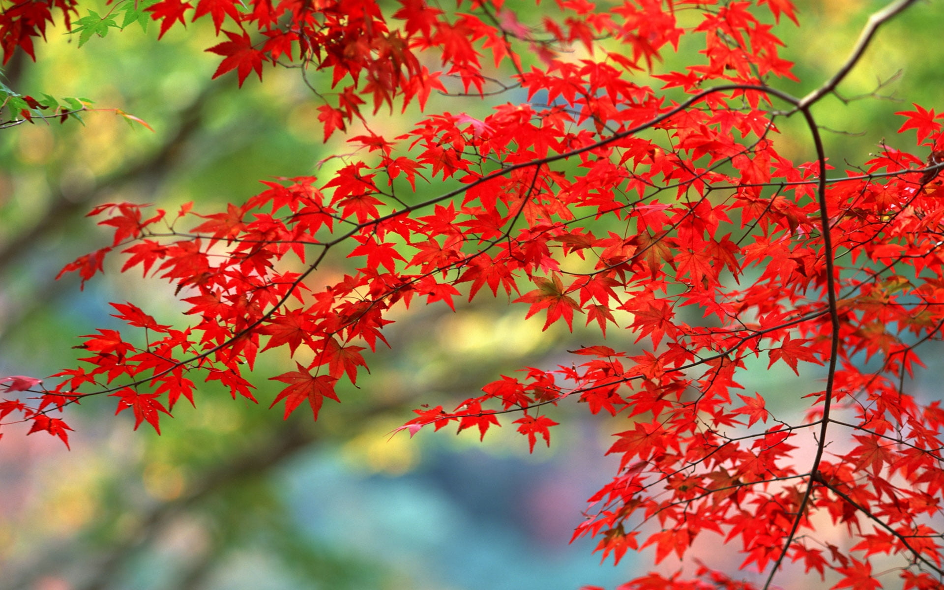 lush Foliage, branches, focus on foreground, forest, tree, day, multi Colored, plant part, season, close-up, growth, leaf, bright, low angle view, branch, HD Wallpaper