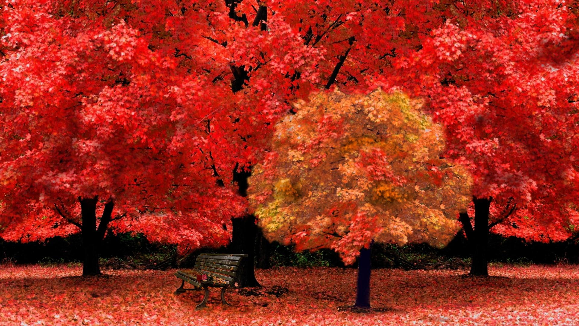 maple, park bench, yellow, red, tree, beautiful, seasons, autumn, 1080P, leaves, nature, autumnscene, park, trees, HD Wallpaper