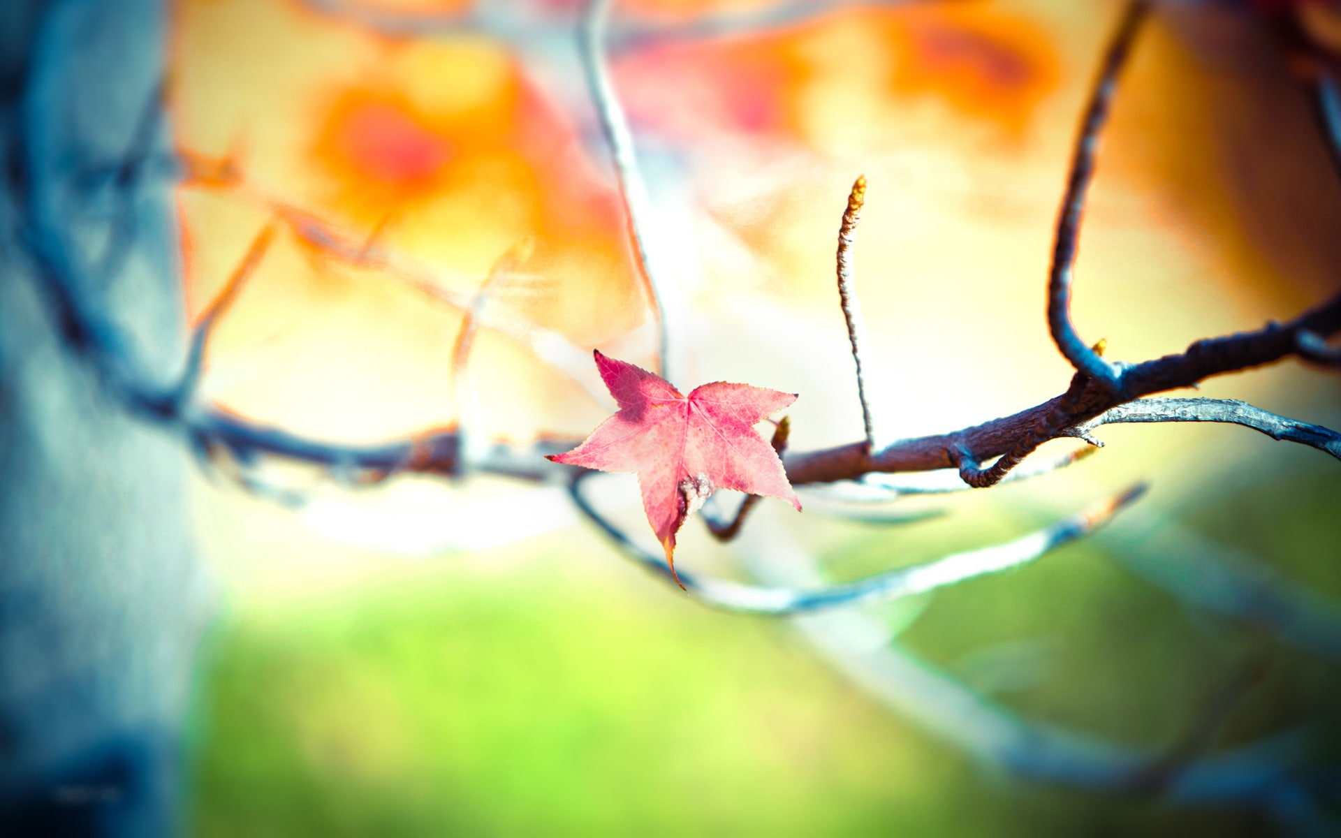 Red, Autumn, Leaf, Tree, close, 1080P, Maple, HD Wallpaper