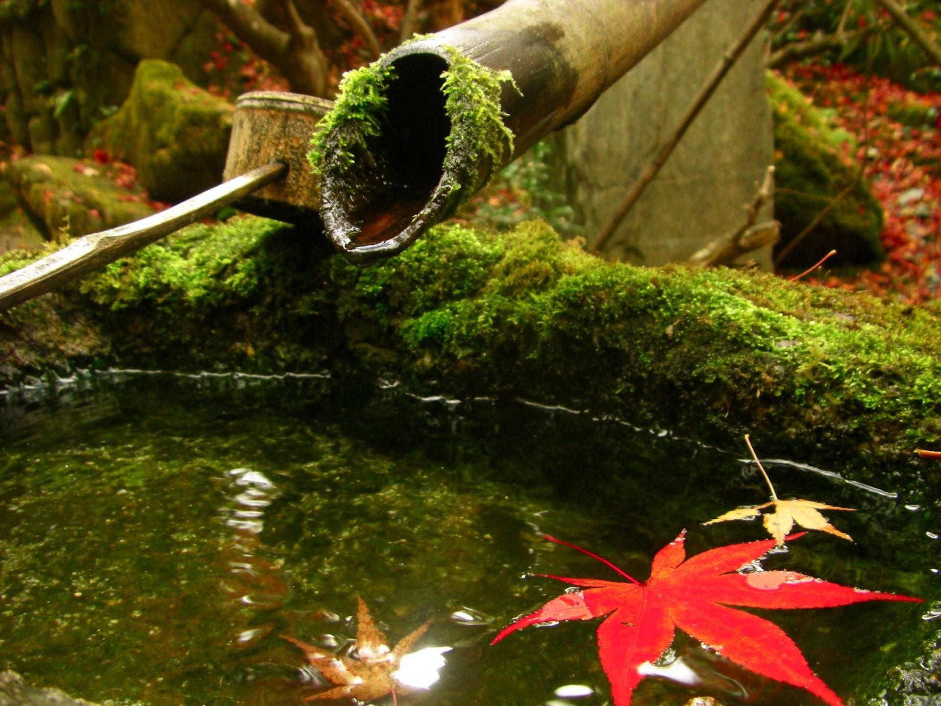 maple, beauty in nature, tourist destination, plant, water, 1080P, nature, leaves, japan, views of japan, garden, japanese garden, change, running water, HD Wallpaper