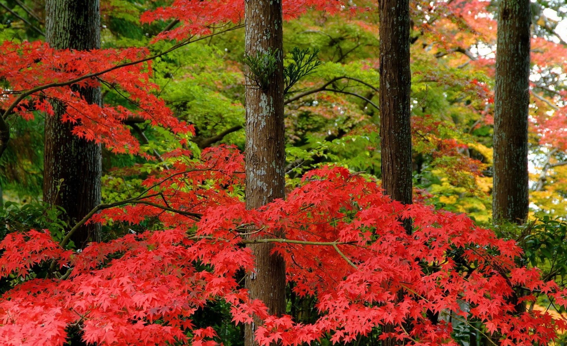 trunk, tree trunk, Seasons, Japan, branch, outdoors, Nature, Trees, tranquil scene, day, orange color, plant, red, Autumn, leafed, 1080P, japanese maple, HD Wallpaper