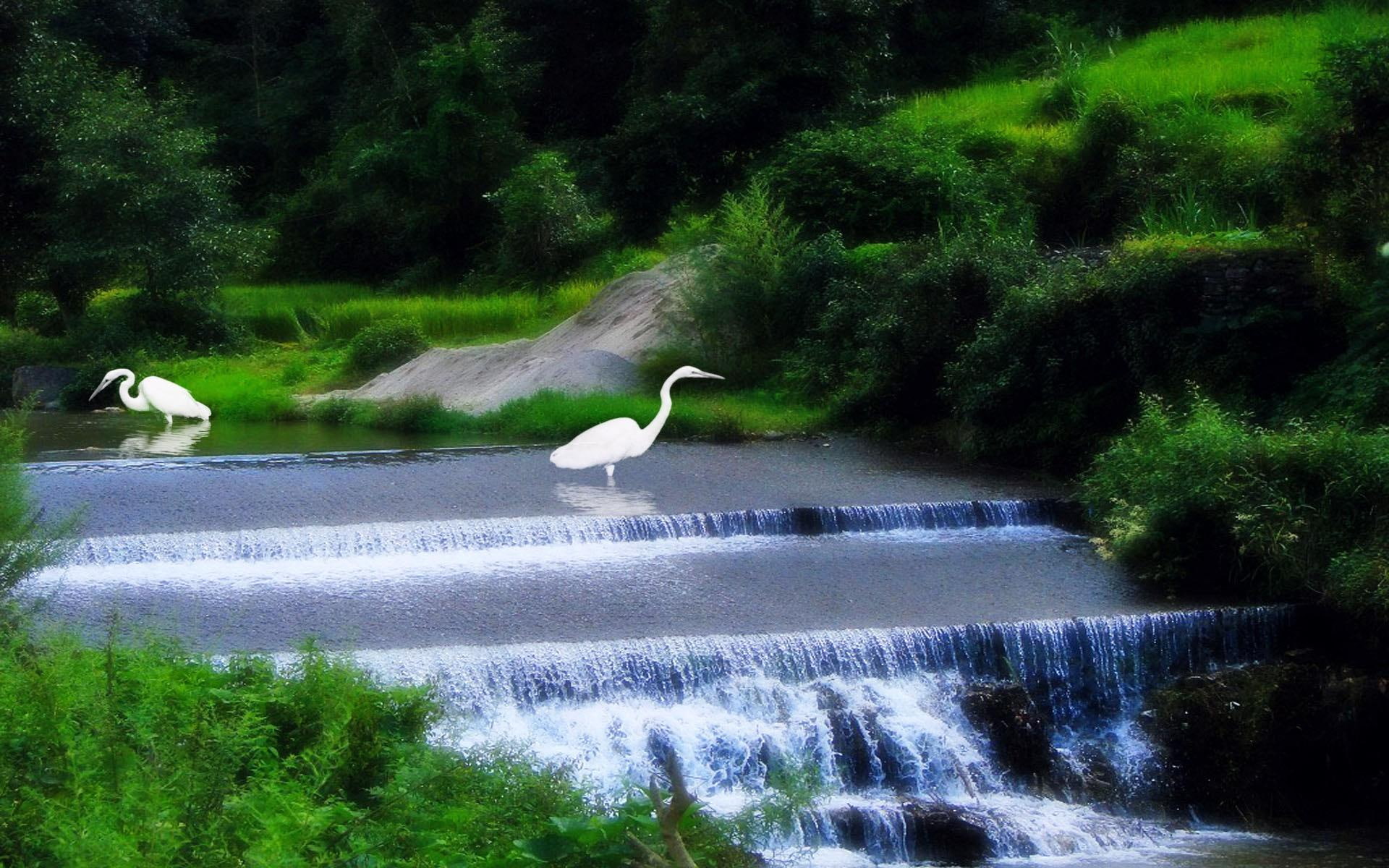 crains, vegetation, rapid, animals, 1080P, river, HD Wallpaper