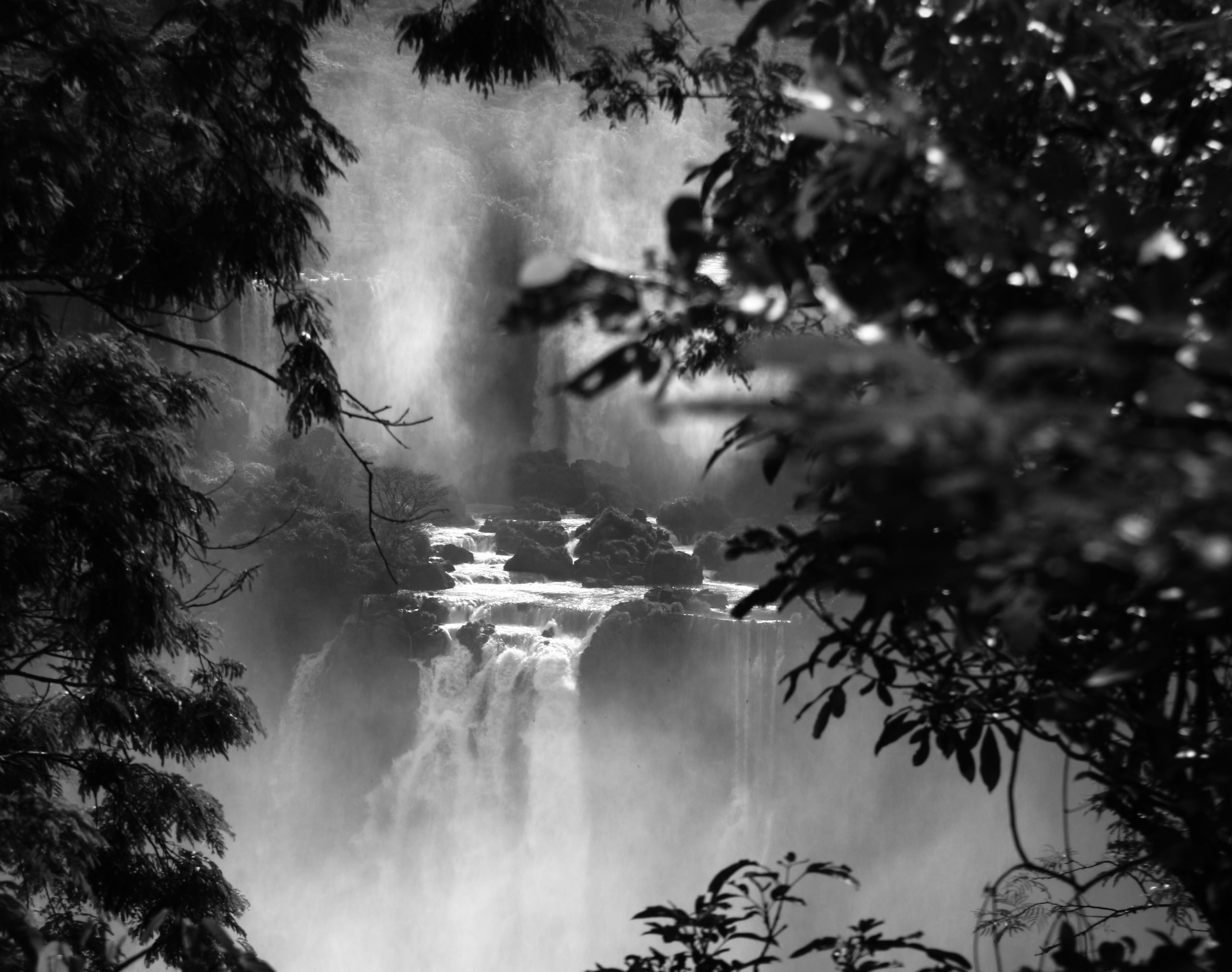 forest, plant part, iguazu, beauty in nature, white, tranquil scene, no people, Rainforest, animals in the wild, outdoors, Waterfall, scenics - nature, HD Wallpaper