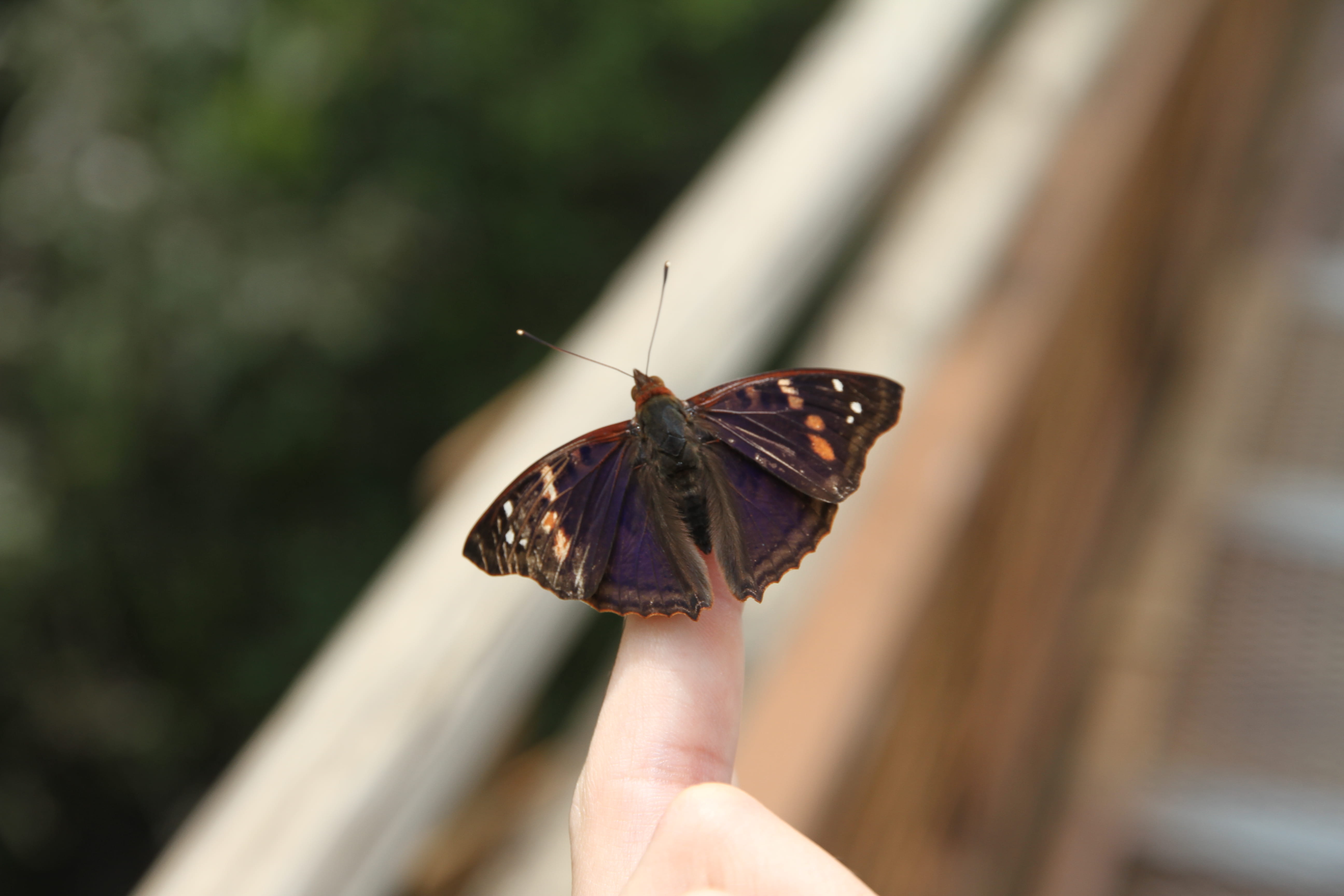 animal wildlife, body part, personal perspective, one person, beauty, one animal, tropical, argentina, butterfly, human finger, animal themes, 5K, rainforest, HD Wallpaper