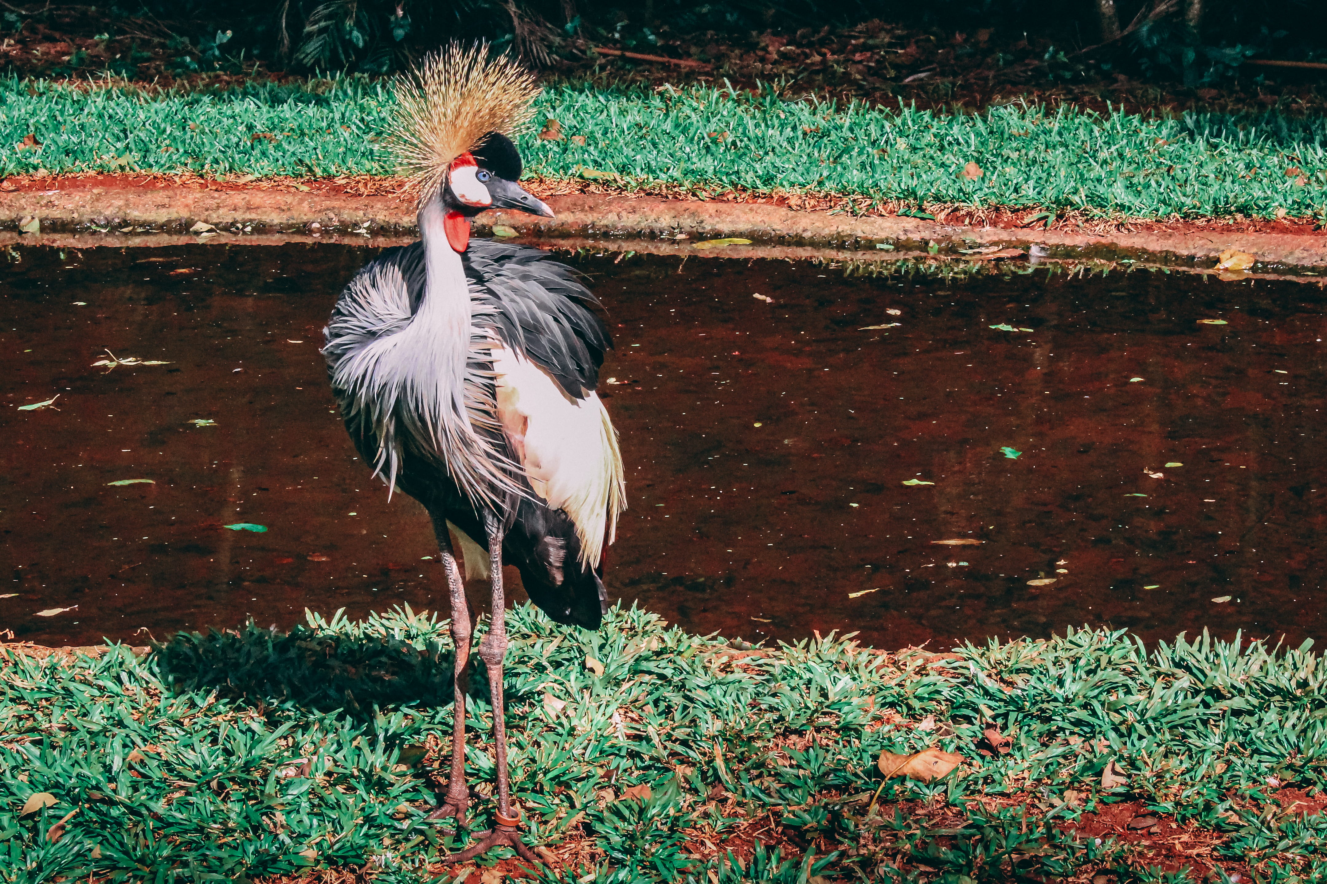 day, zoology, water, wood, animal wildlife, standing, adventure, vertebrate, stream, grass, land, field, forest, lake, 4K, no people, trees, animals in the wild, HD Wallpaper