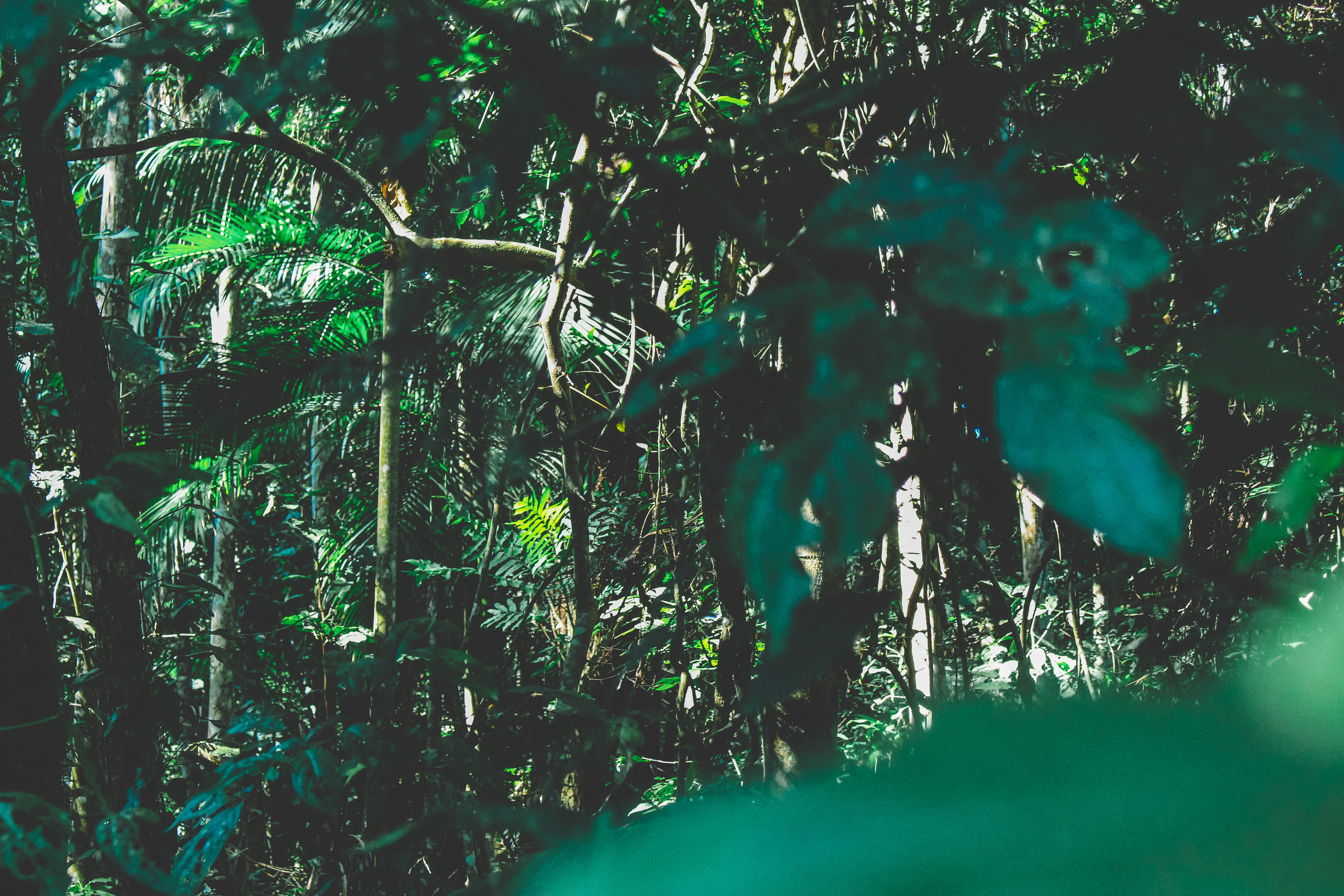 adventure, water, tranquility, nature, iguazu, plant part, scenics - nature, macuco safari parking, wood, ship, jungle, green color, zafary. safary, brazil, HD Wallpaper
