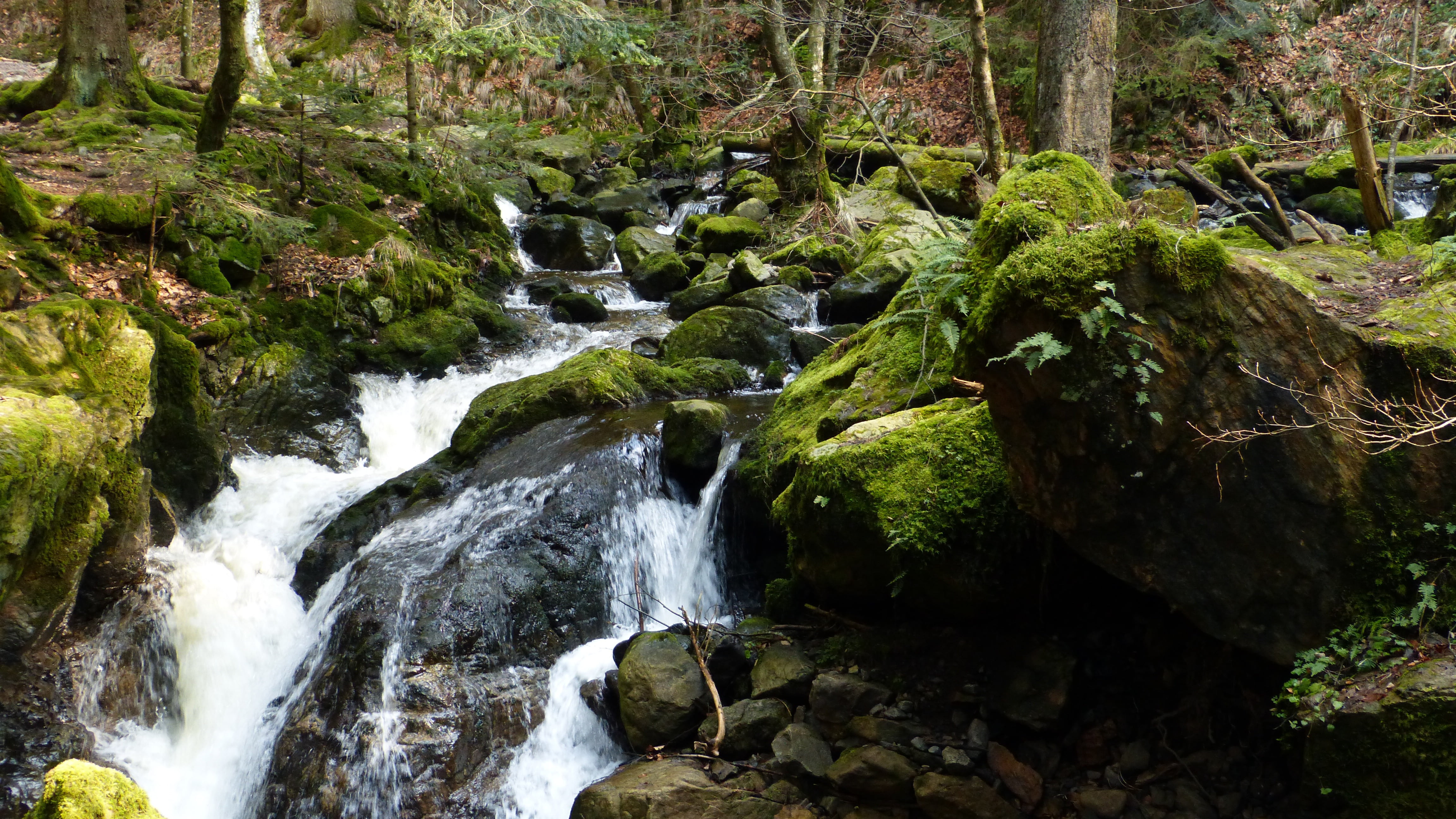 flowing water, scenics, forest, rock - Object, stream, plant, growth, tree, gorge, long exposure, solid, nature, motion, stream - flowing water, no people, HD Wallpaper