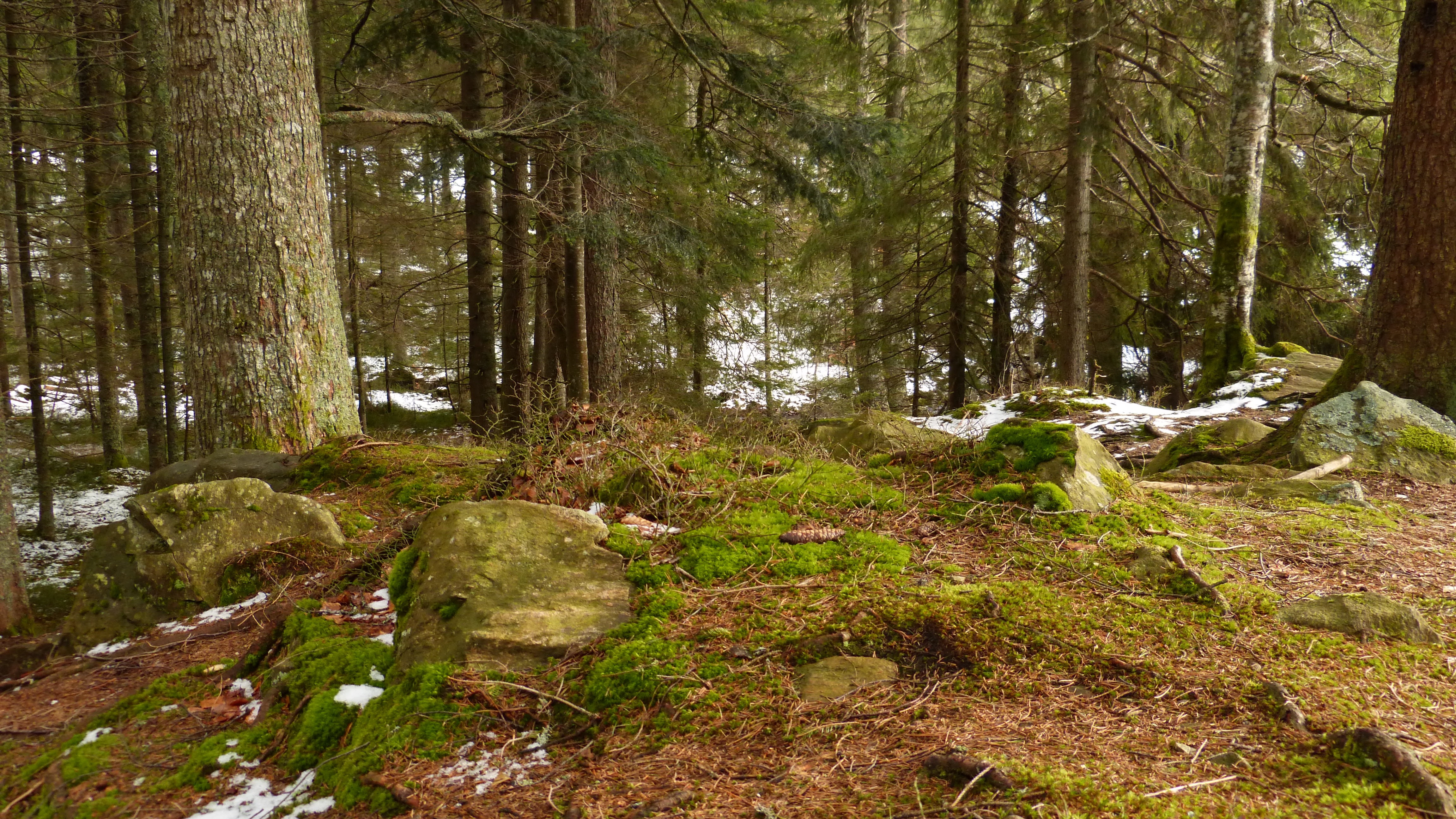 woodland, black forest, outdoors, trees, forest, 4K, tranquil scene, non-urban scene, environment, tree trunk, growth, tree, moss, no people, flowing water, HD Wallpaper