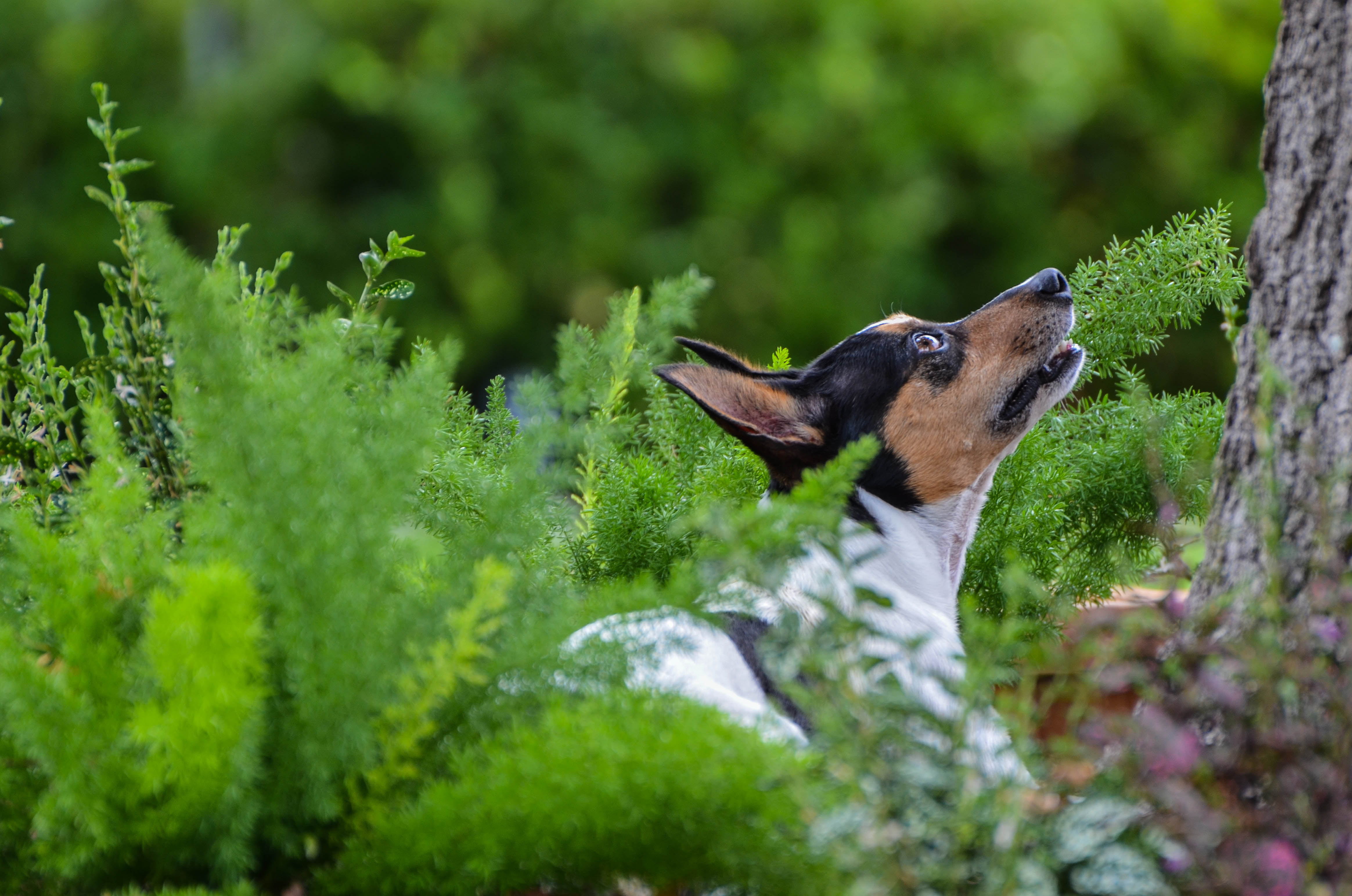 Hunt, black, pets, rat terrier, near, brown, daytime, cute, squirrel, canine, nature, puppy, white, green, animal, outdoors, mammal, and brown, grass, purebred Dog, HD Wallpaper