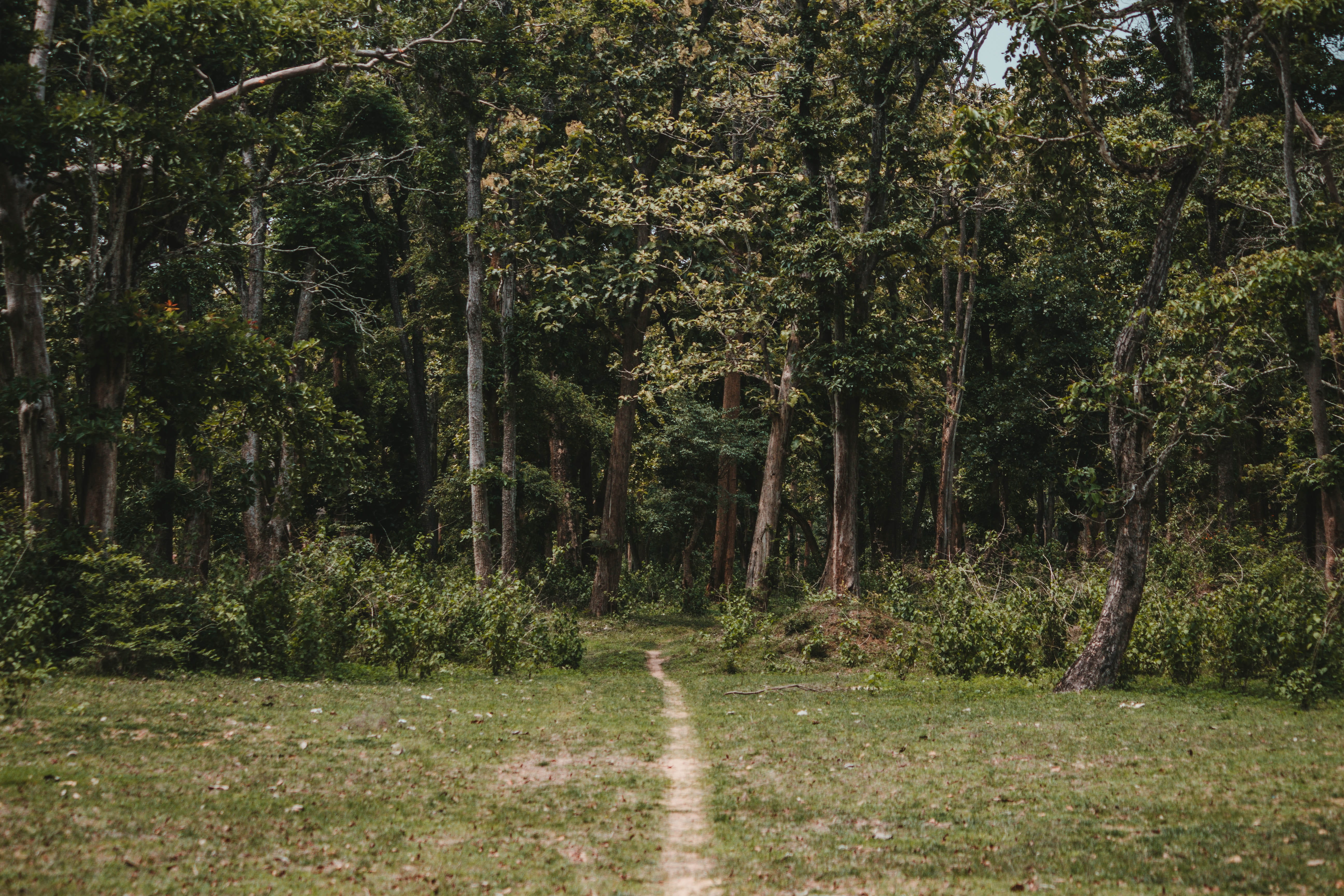 outdoors, beauty in nature, growth, nature, direction, green, lush foliage, day, elephant corridor coorg, gravel, trees, india, perspective, brown, vegetation, HD Wallpaper