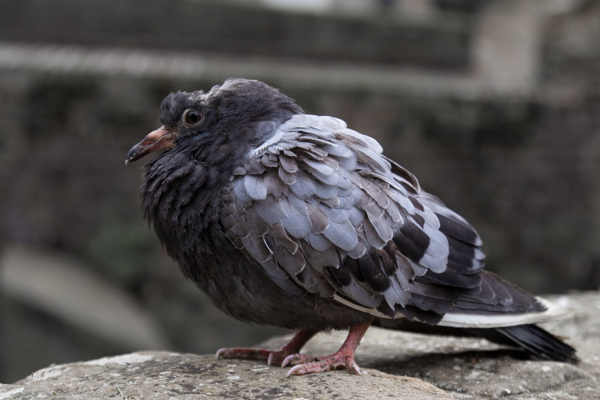 animal themes, bird, pigeon birds, solid, close-up, animal, dove, zoology, disease, plumage, no people, feather, 1080P, wall, blackbird, sick pigeon, sick bird, HD Wallpaper