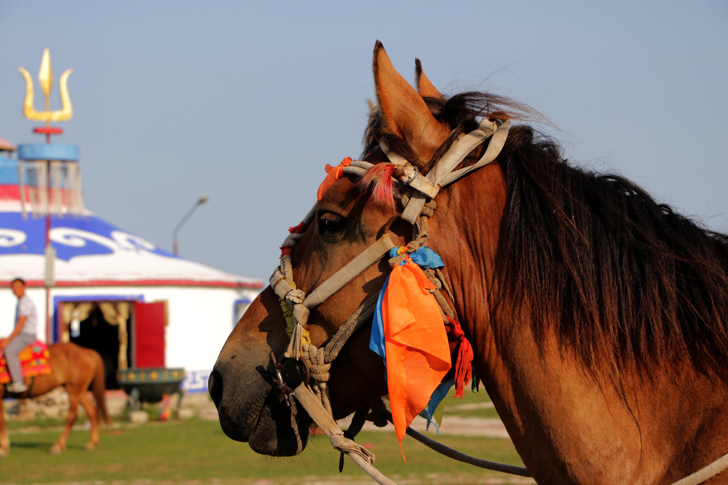 working animal, yurts, animal themes, one animal, prairie, sky, animal head, day, livestock, riding, domestic animals, nature, animal wildlife, focus on foreground, HD Wallpaper
