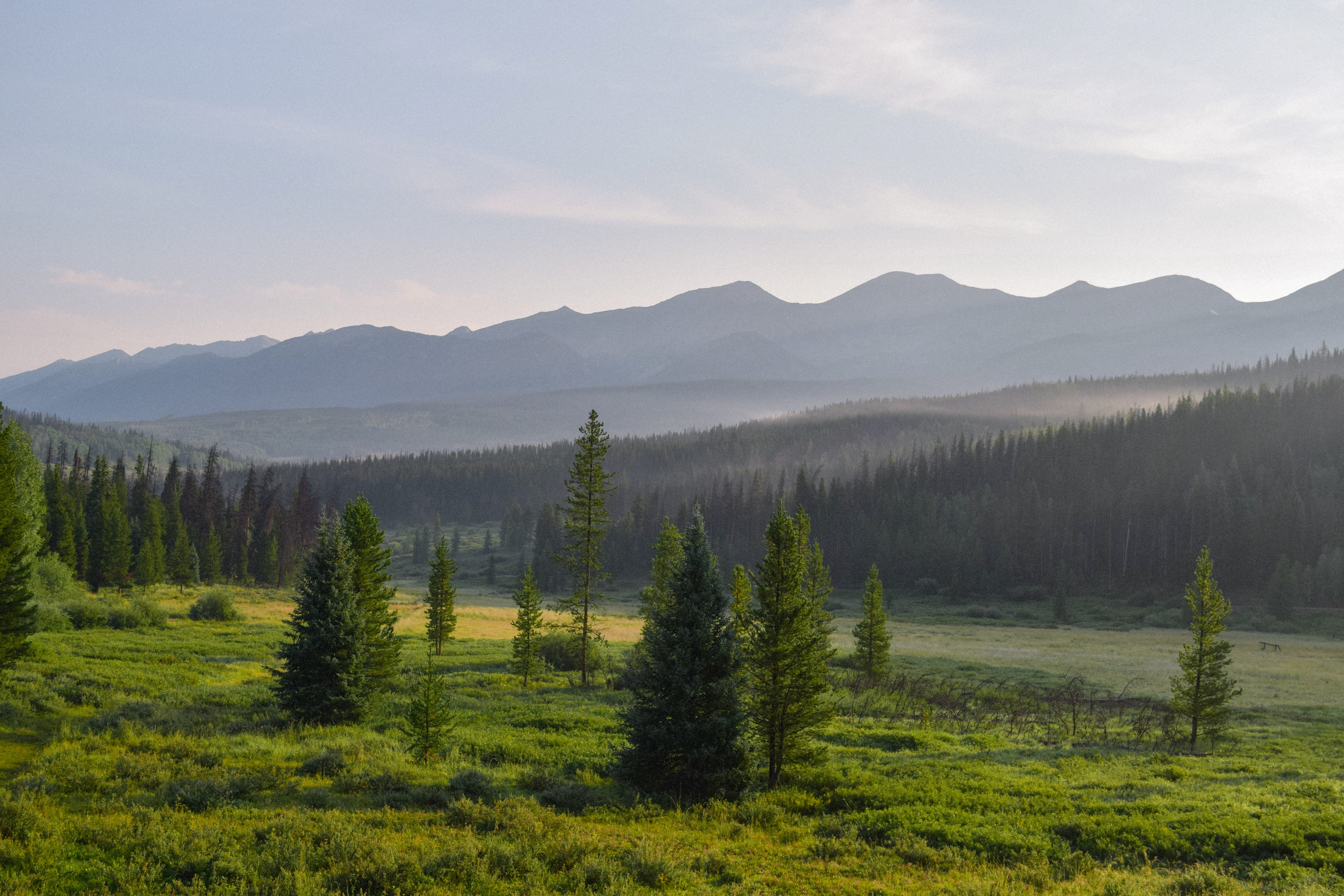 trees, coniferous tree, mountain range, field, conifer, scenics - nature, slope, sky, daytime, colorado, abies, mountains, pine tree, land, fir, outdoors, HD Wallpaper